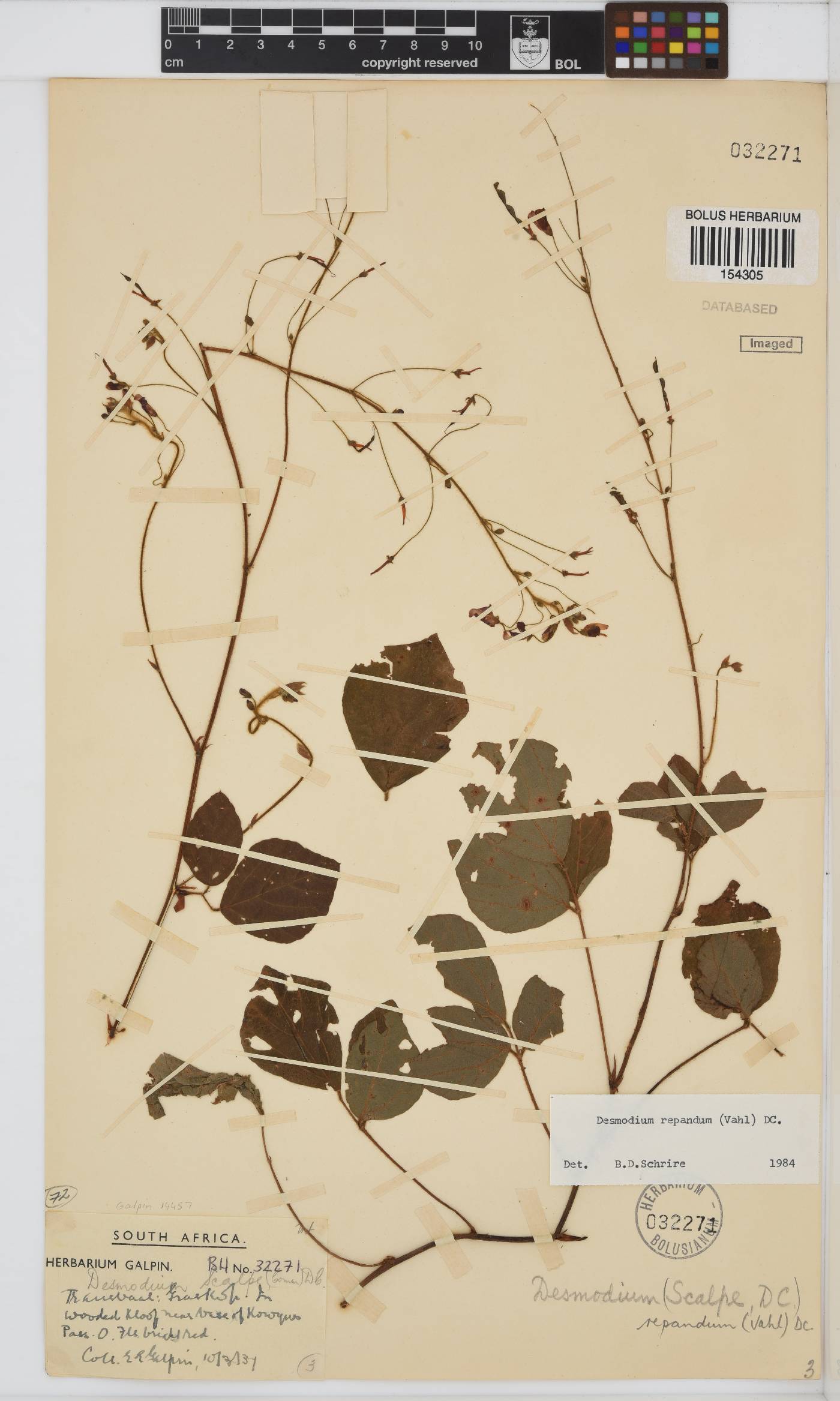 Desmodium repandum image