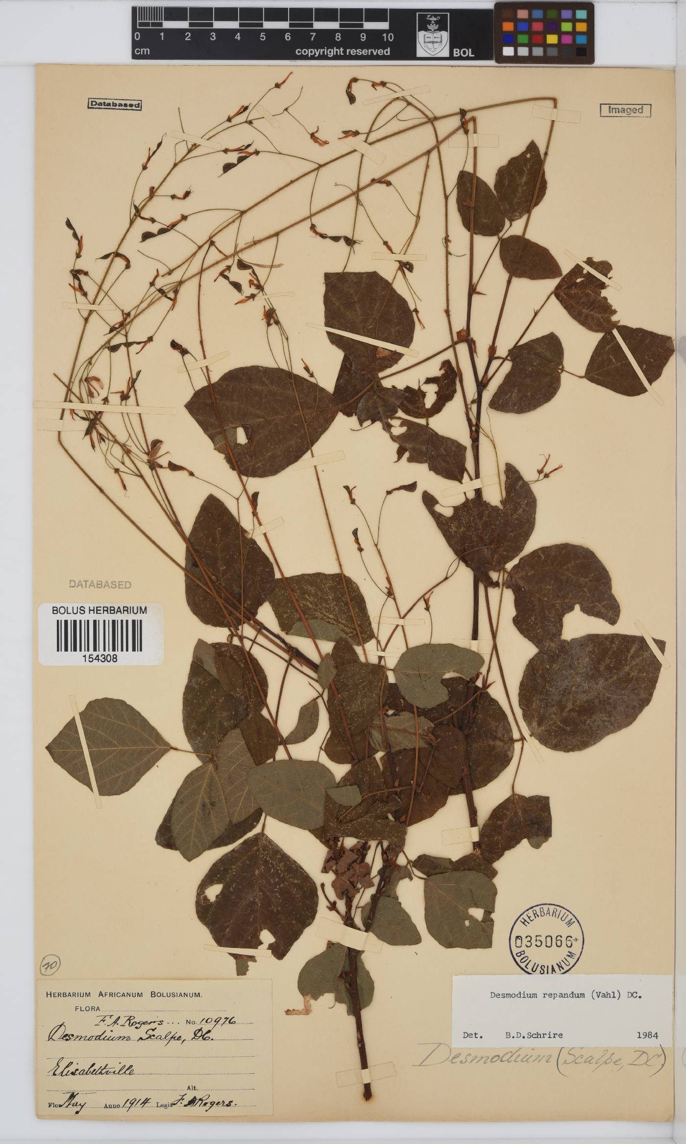 Desmodium repandum image