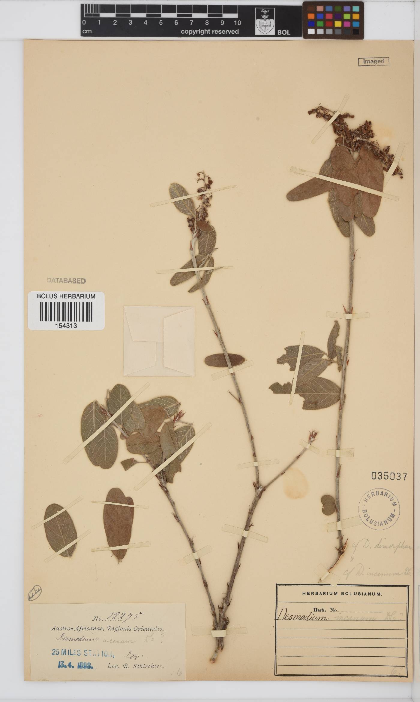 Desmodium incanum image