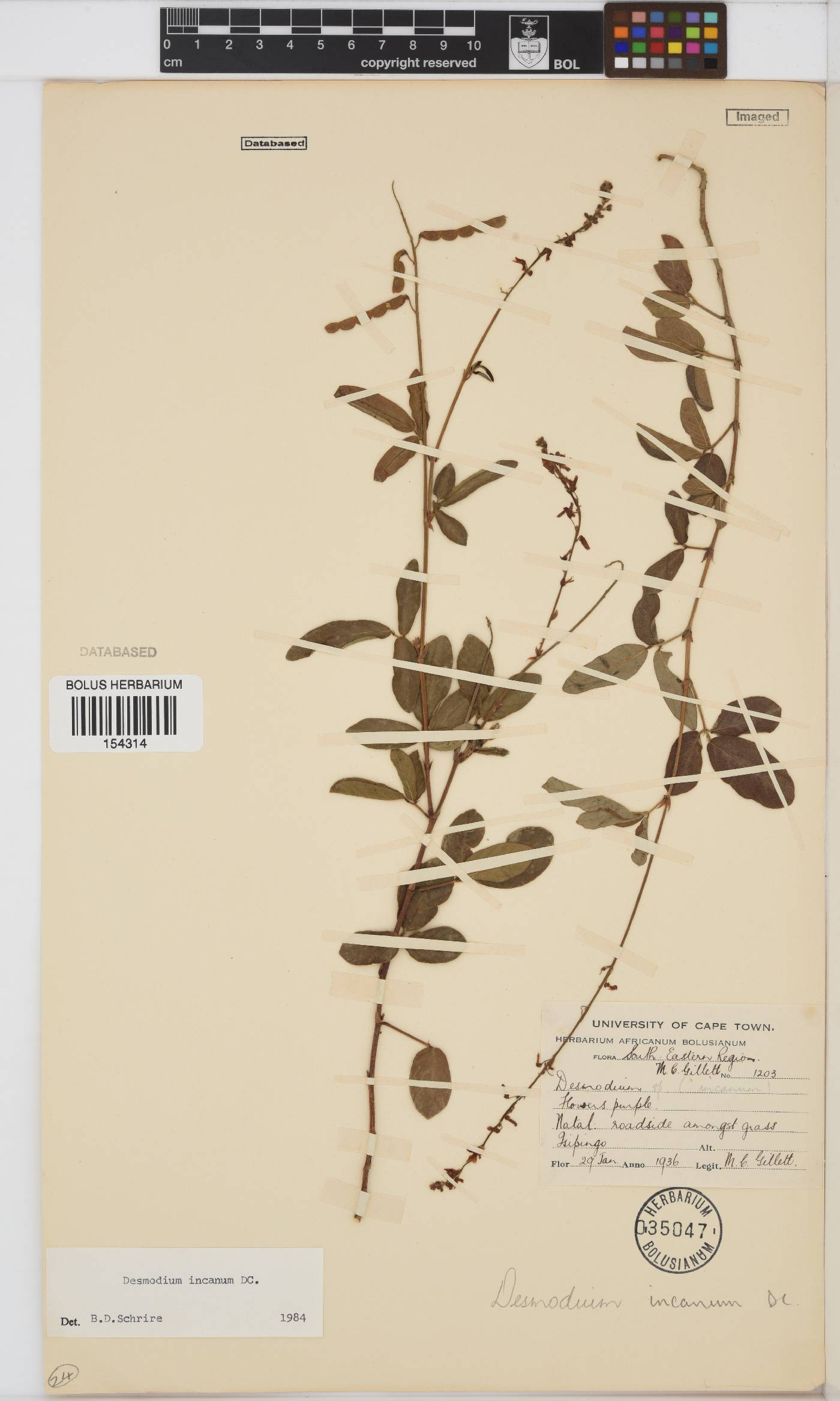 Desmodium incanum image