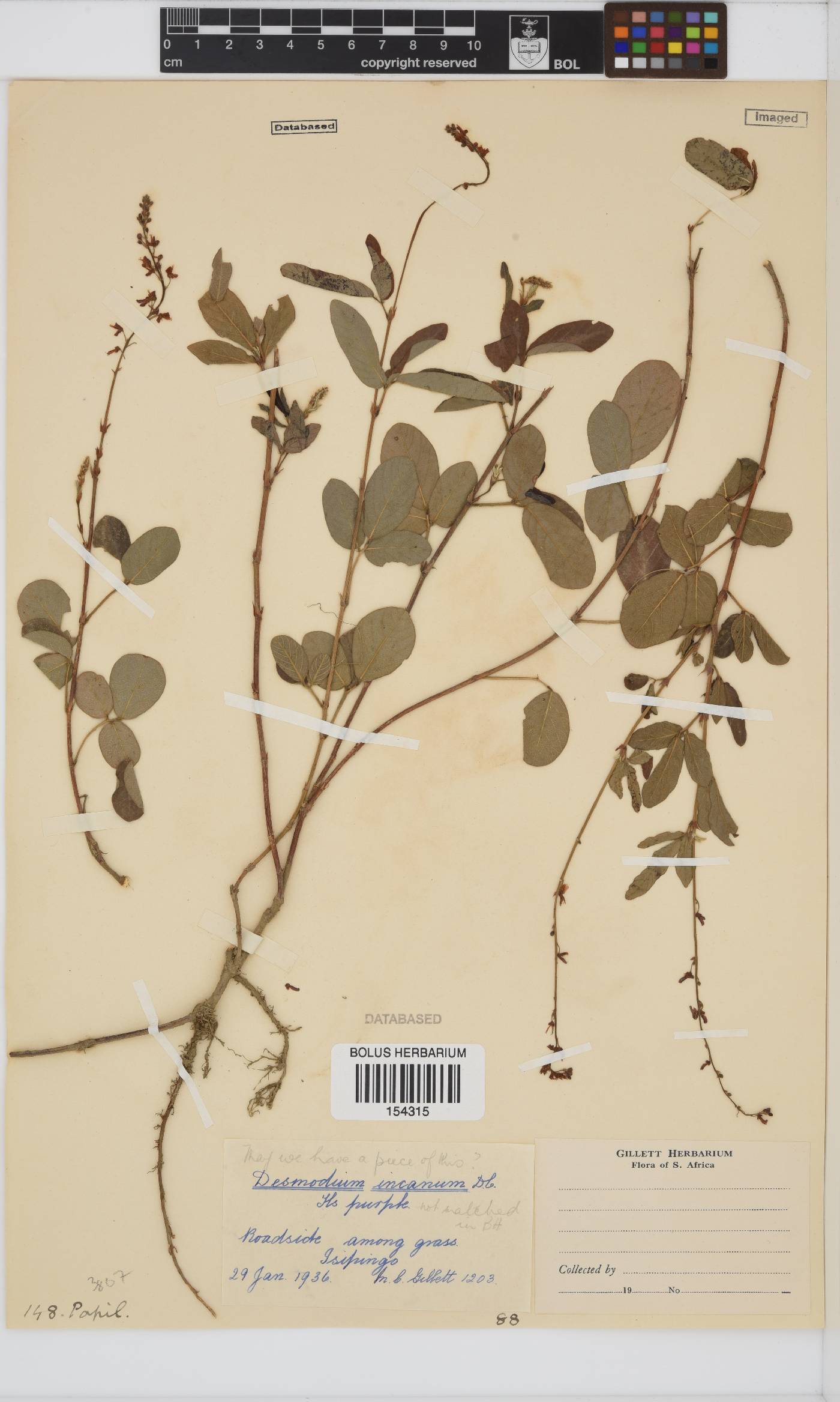 Desmodium incanum image