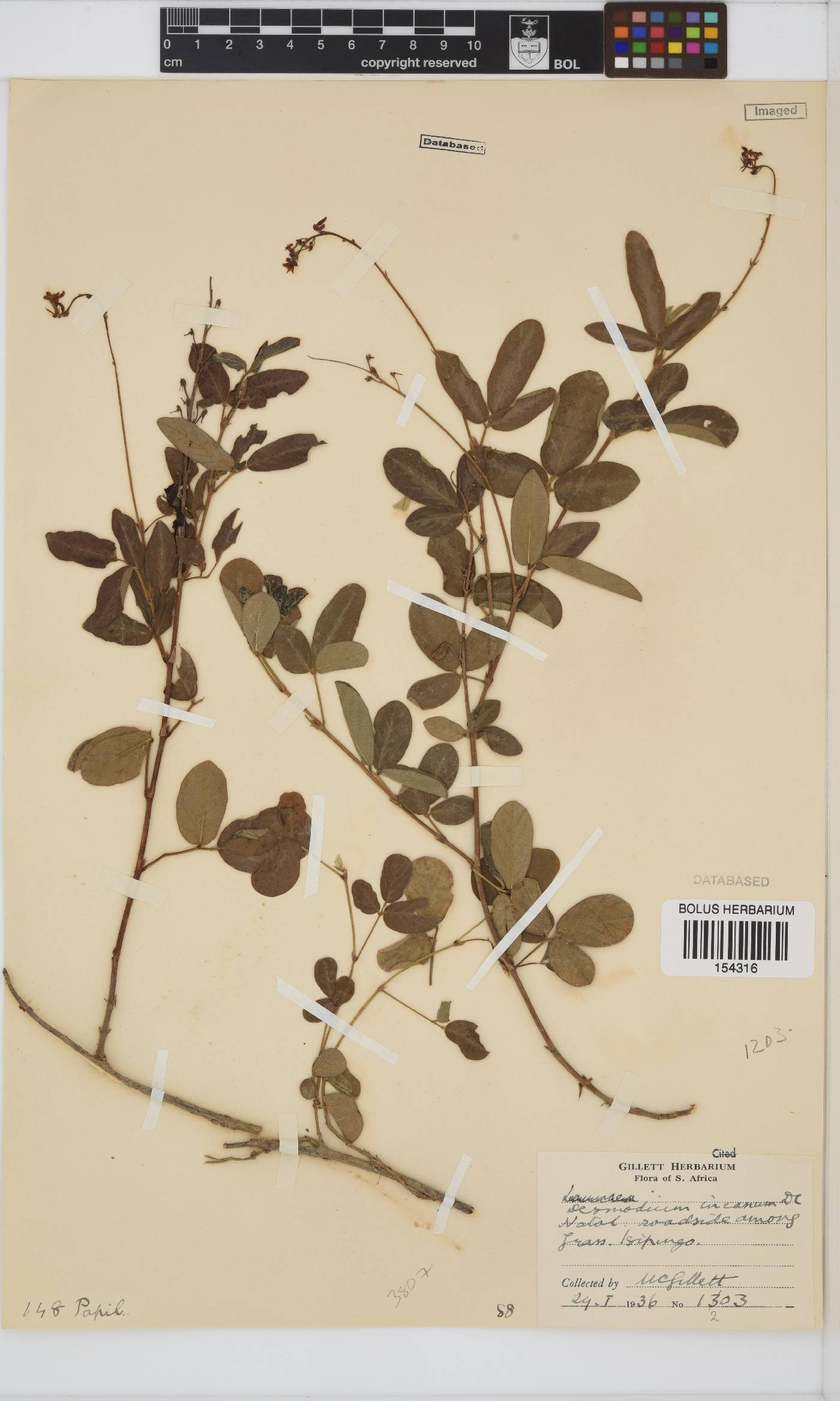 Desmodium incanum image