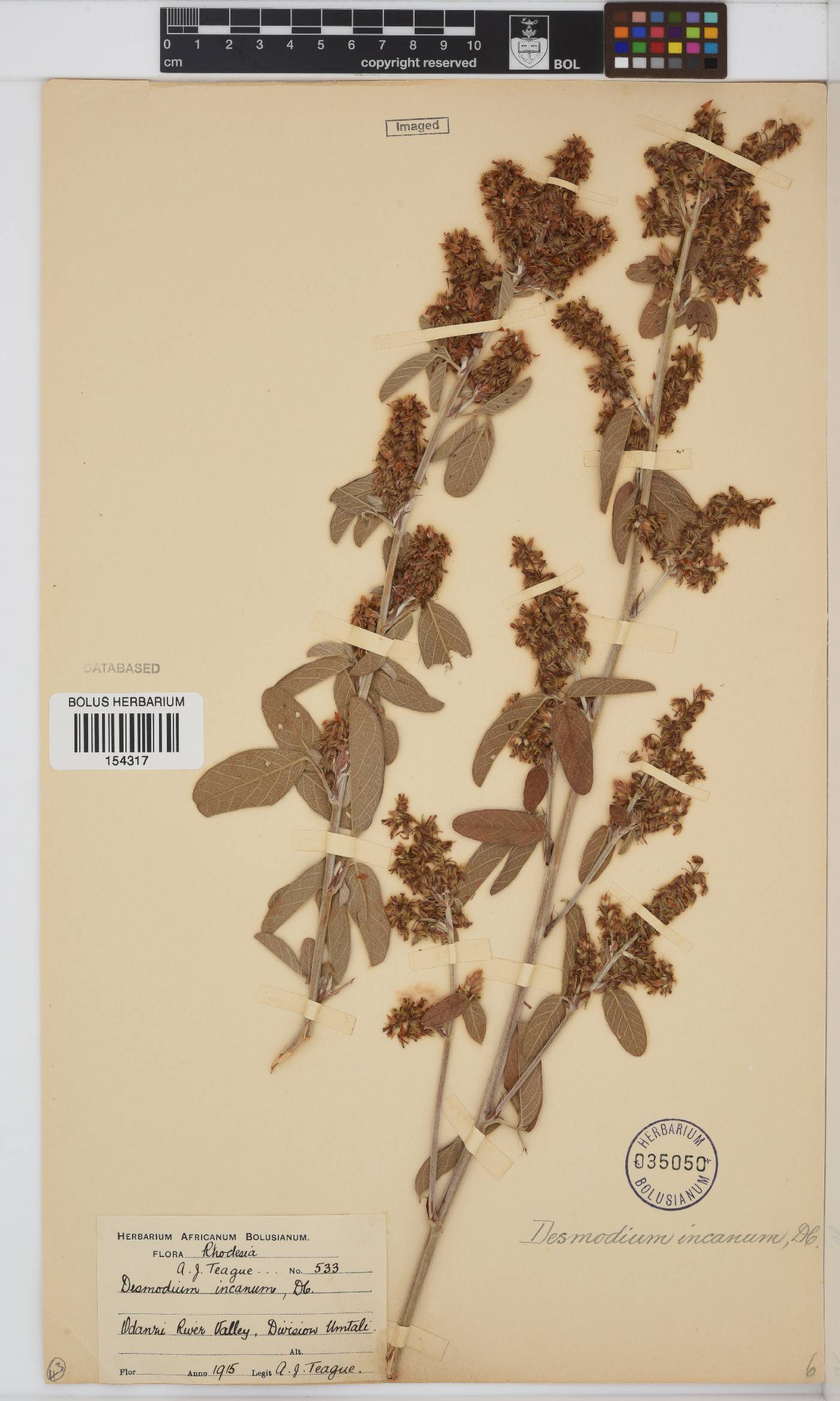 Desmodium incanum image