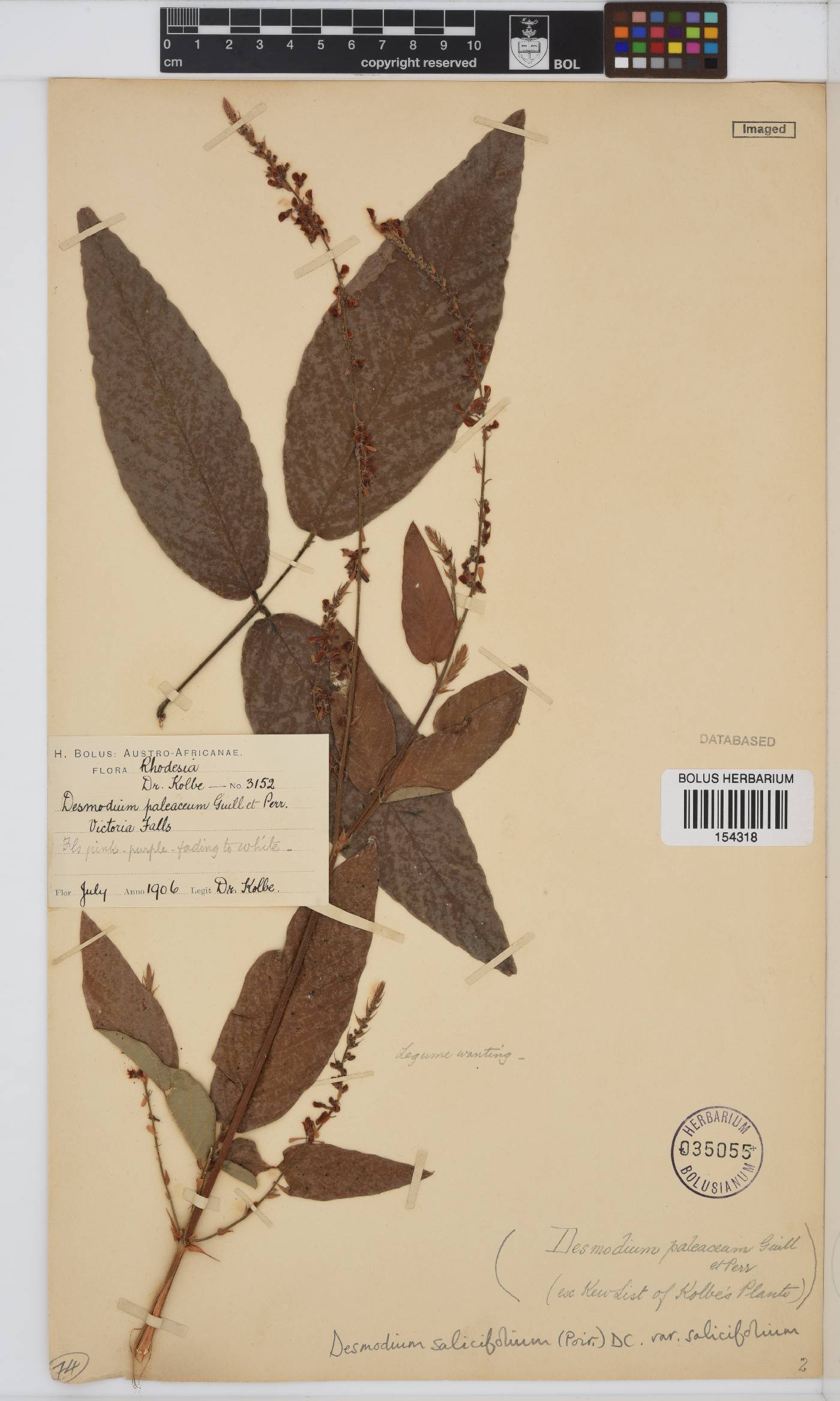 Desmodium salicifolium var. salicifolium image