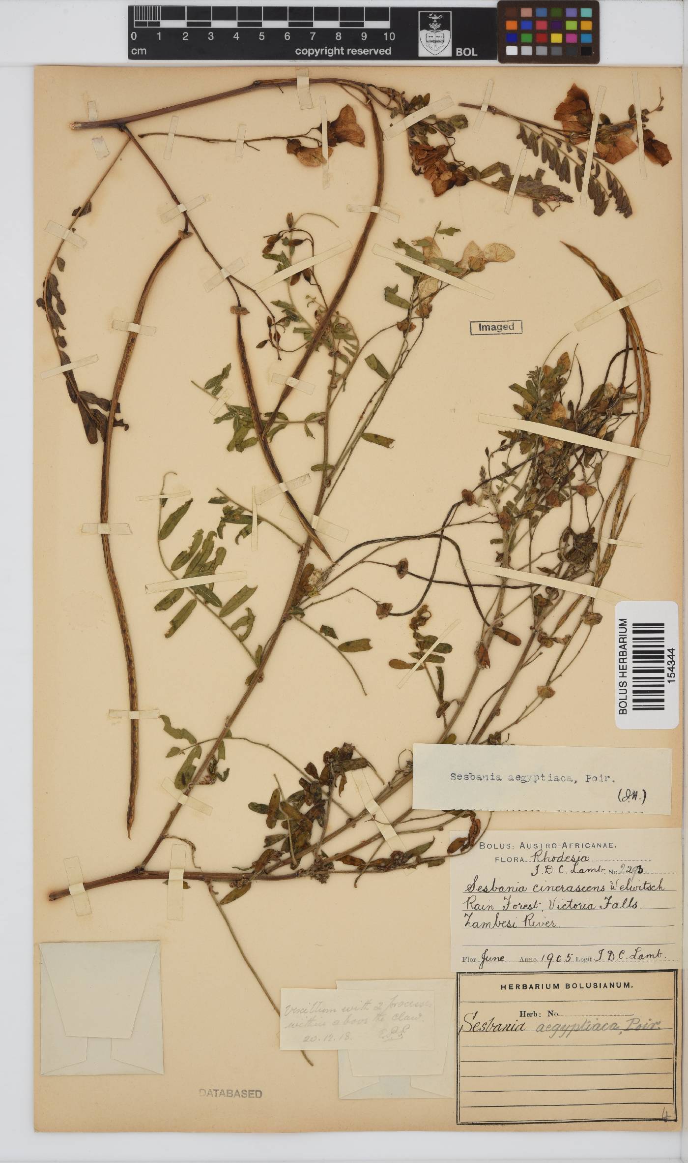 Sesbania sesban subsp. sesban image