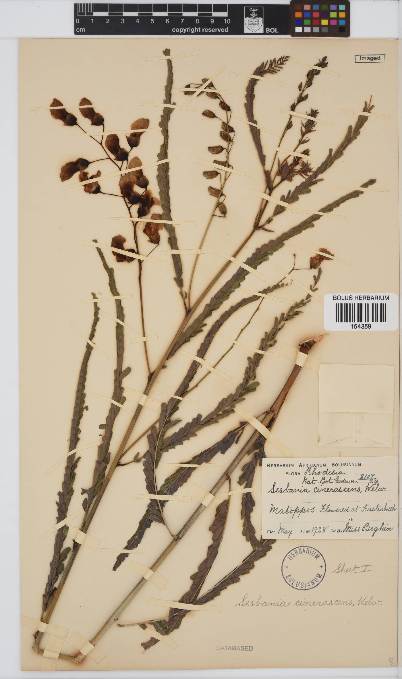 Sesbania macrantha var. levis image