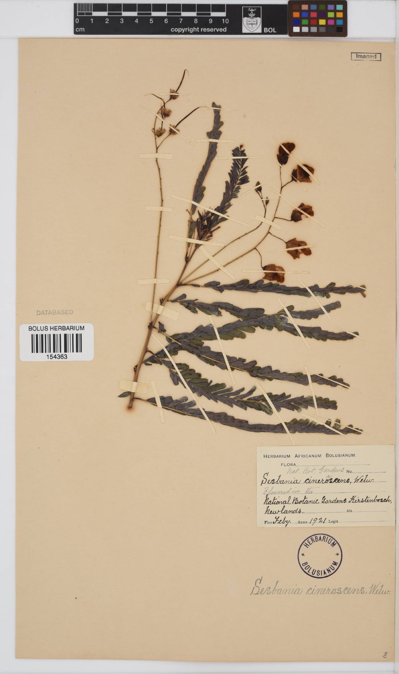 Sesbania macrantha var. levis image