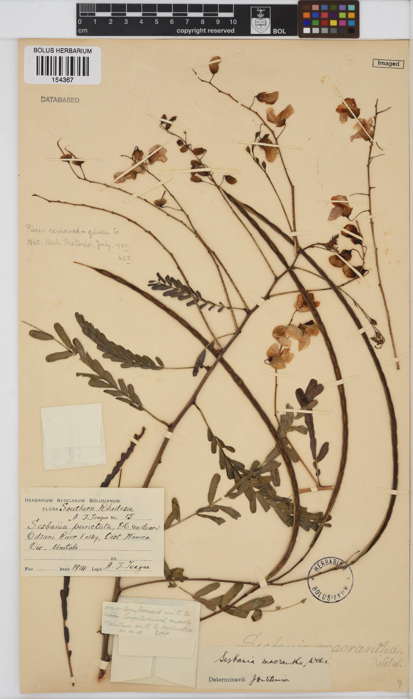Sesbania macrantha var. macrantha image