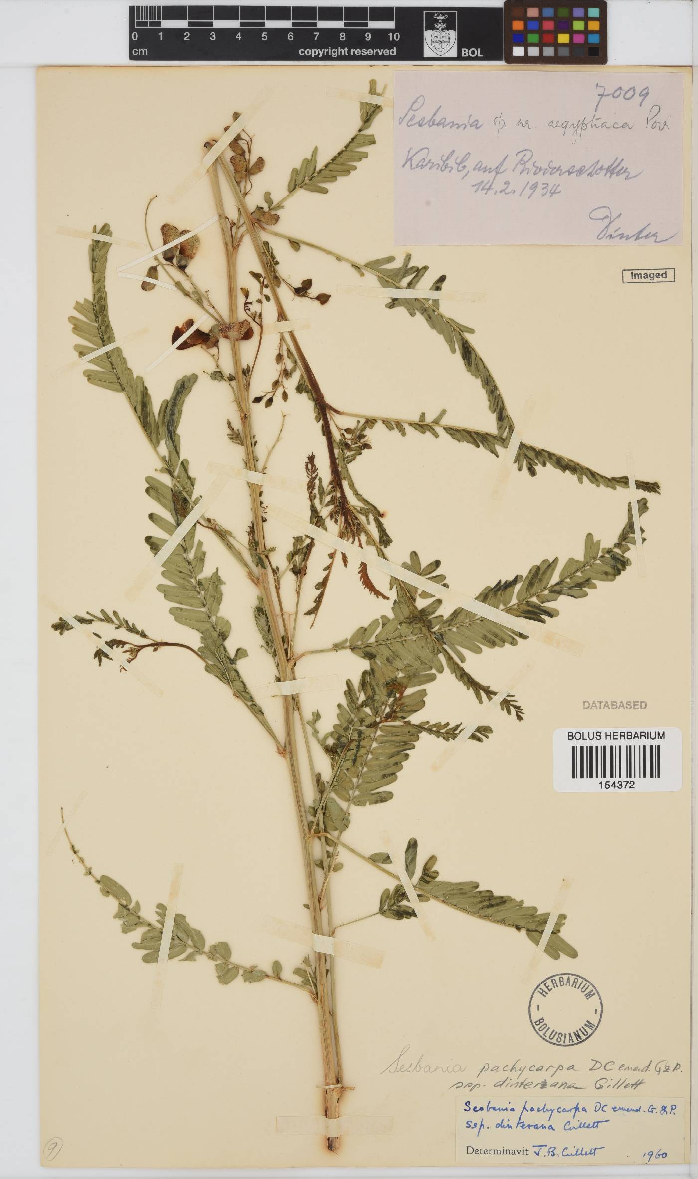 Sesbania pachycarpa subsp. dinterana image