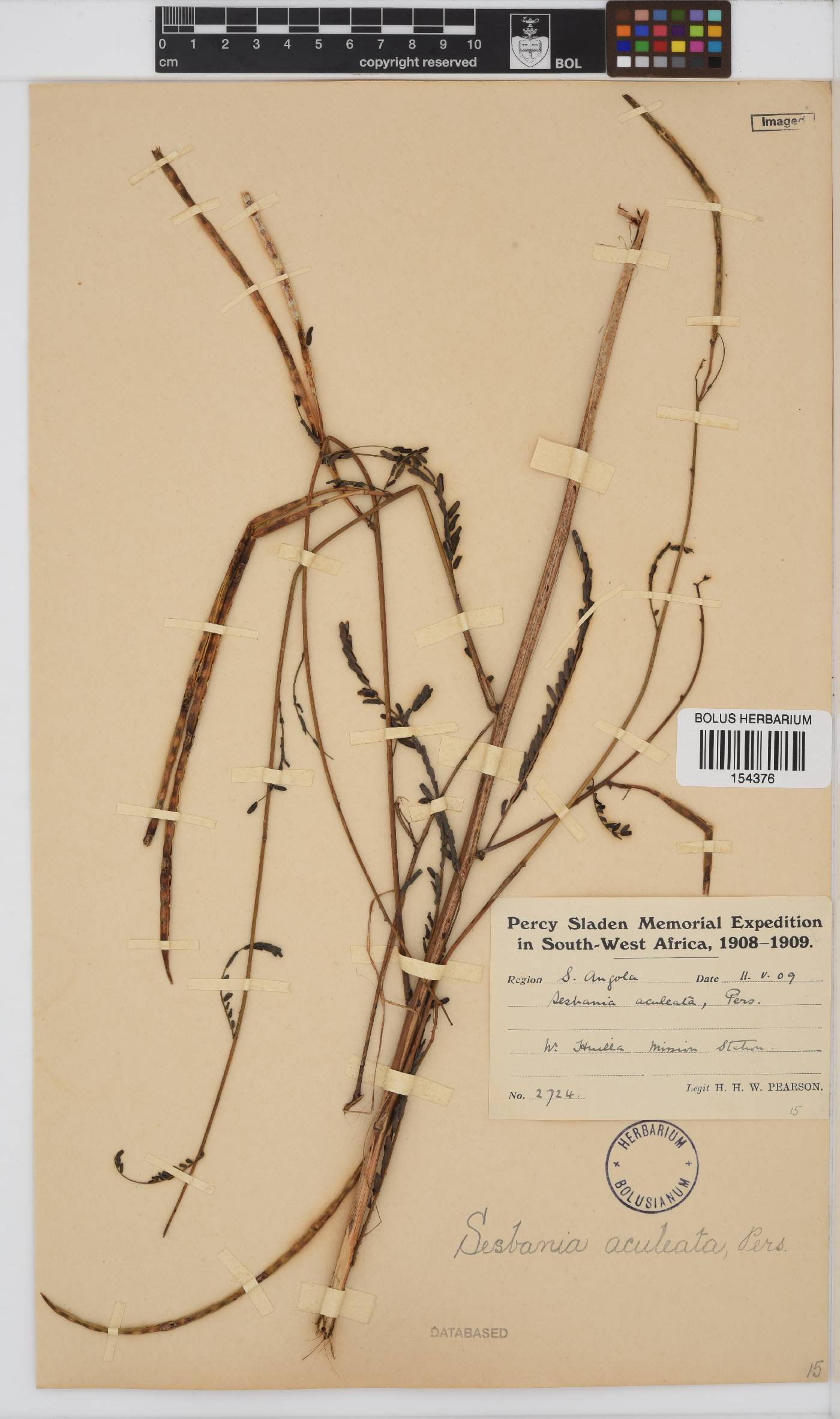 Sesbania bispinosa var. bispinosa image