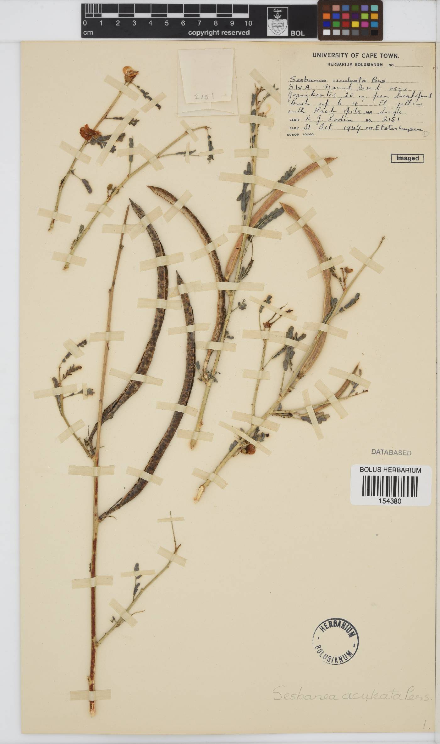 Sesbania bispinosa var. bispinosa image