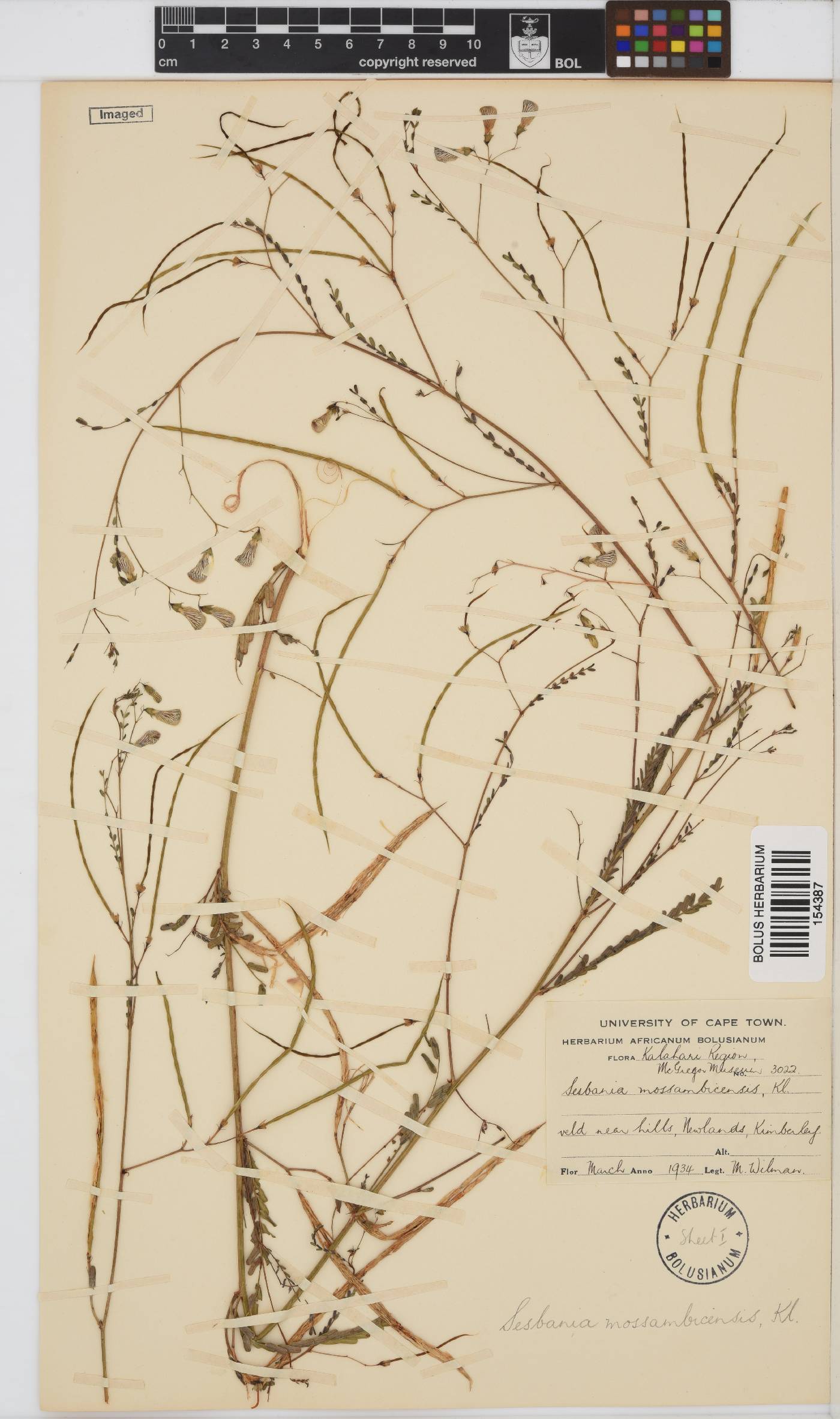Sesbania microphylla image