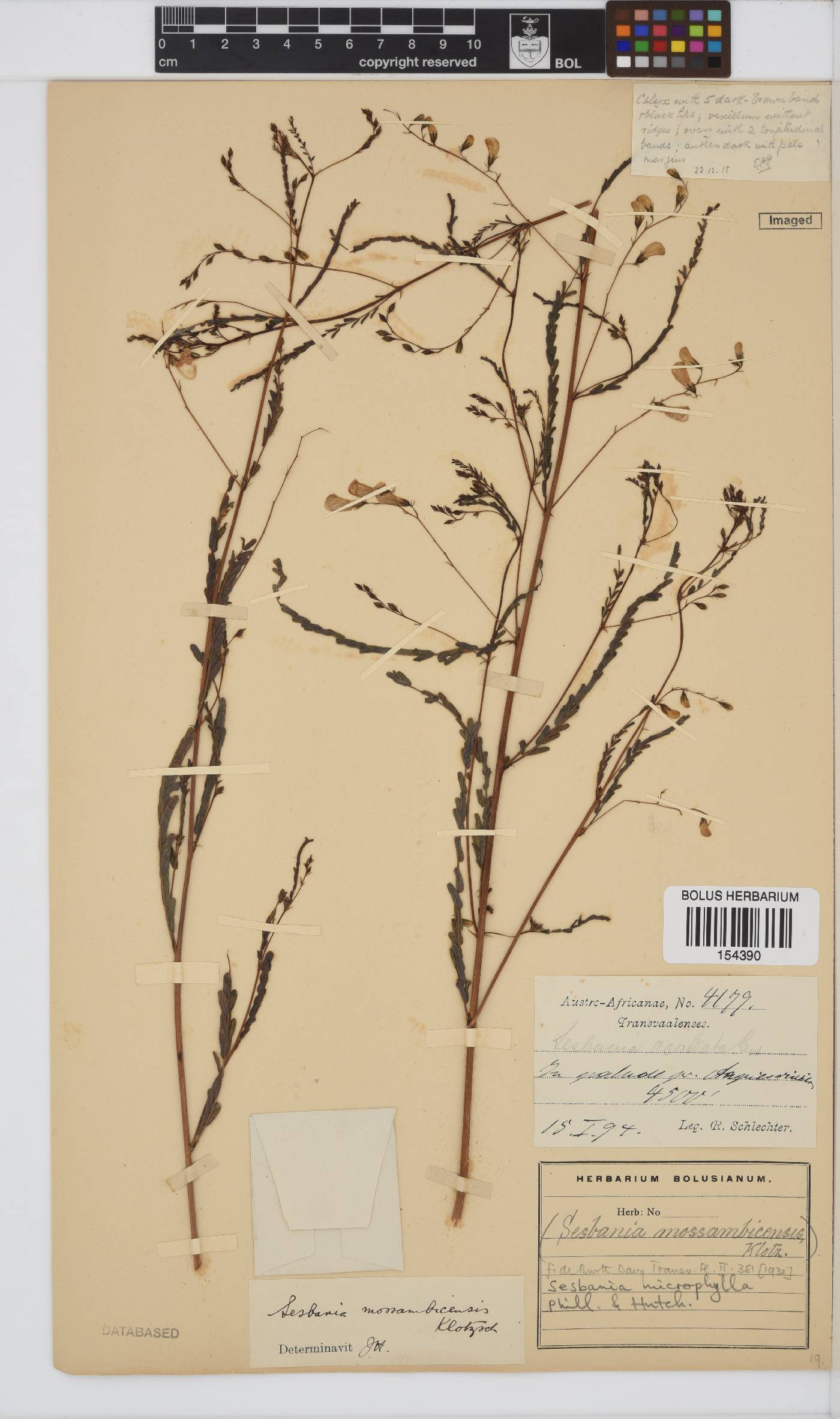 Sesbania microphylla image