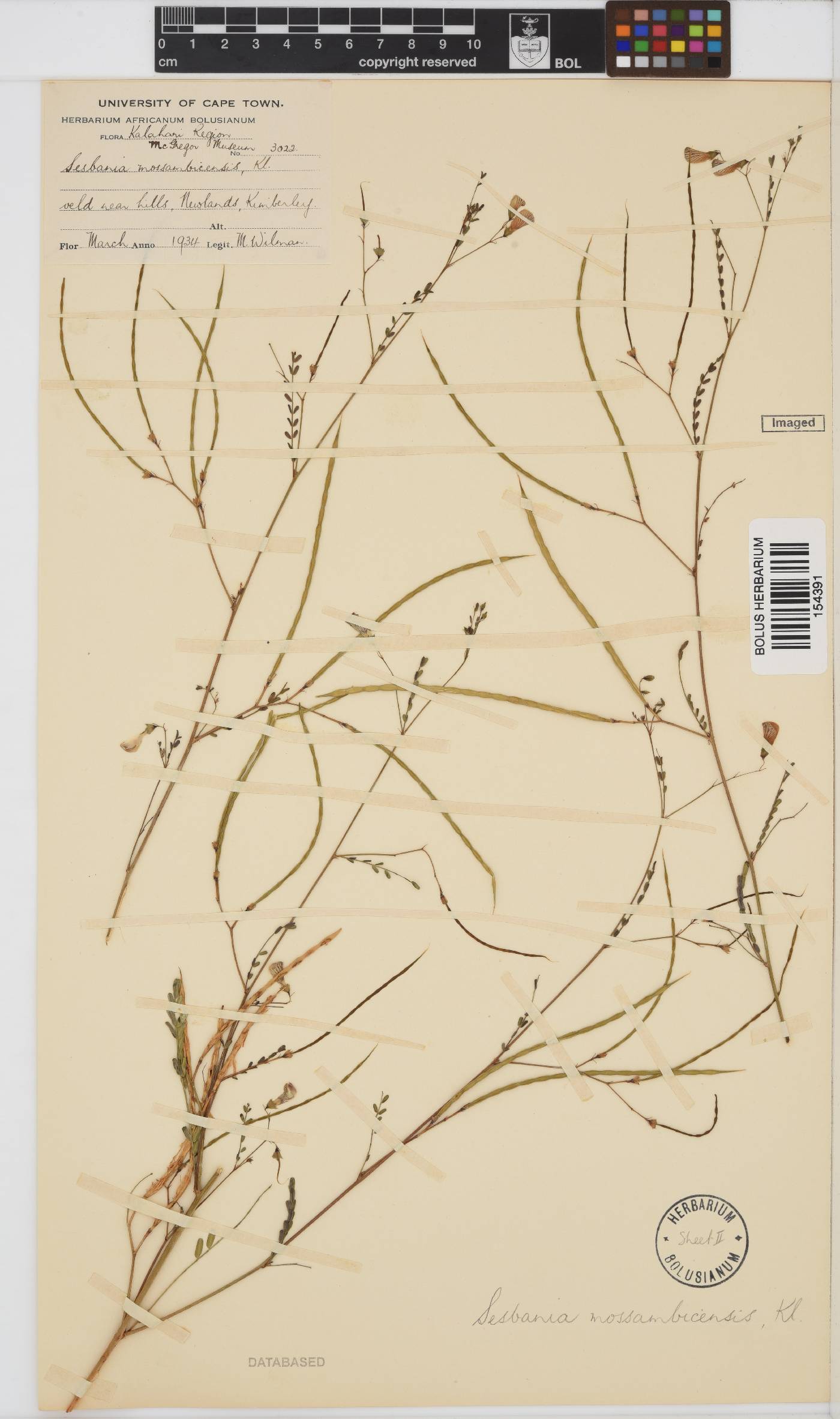 Sesbania microphylla image