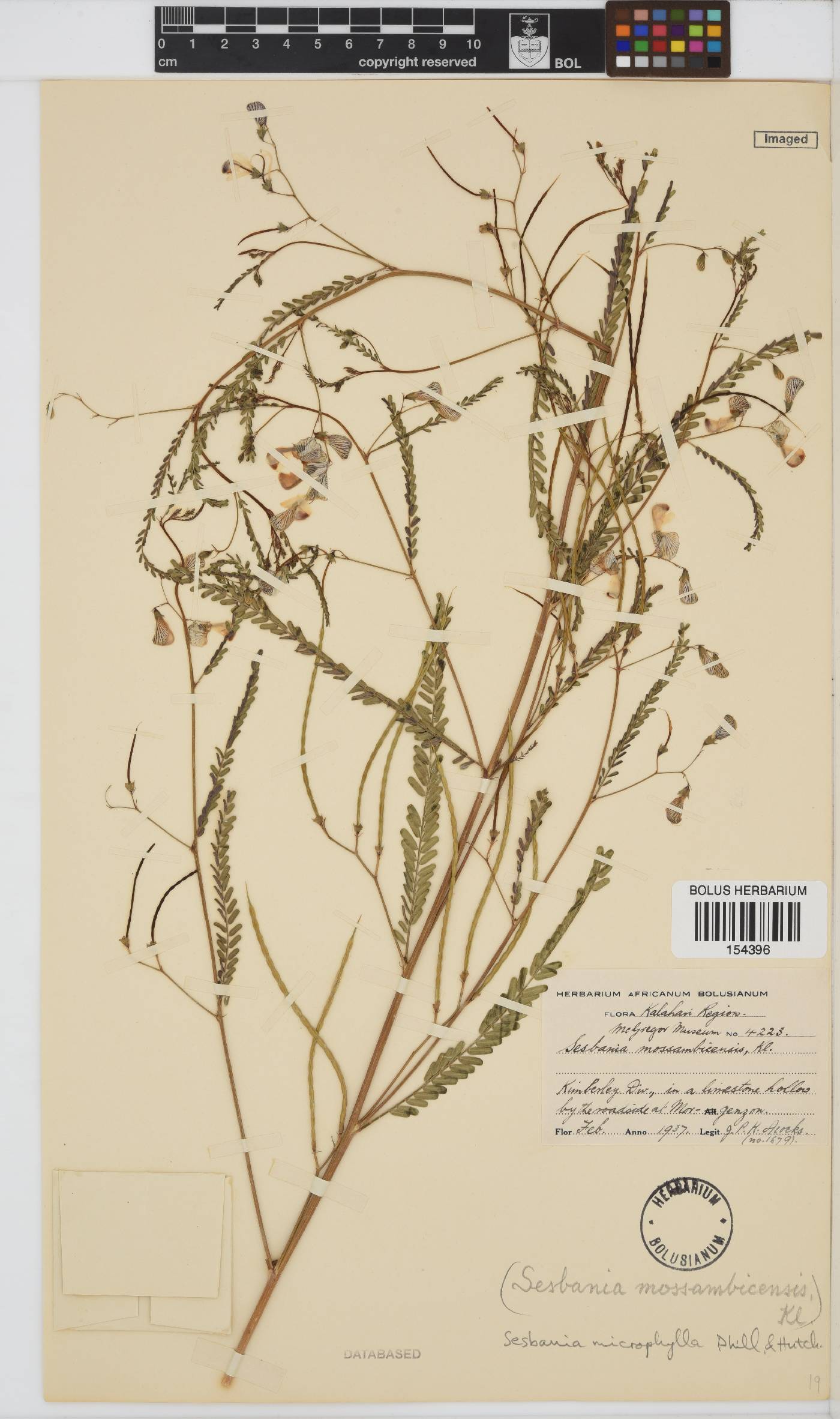 Sesbania microphylla image