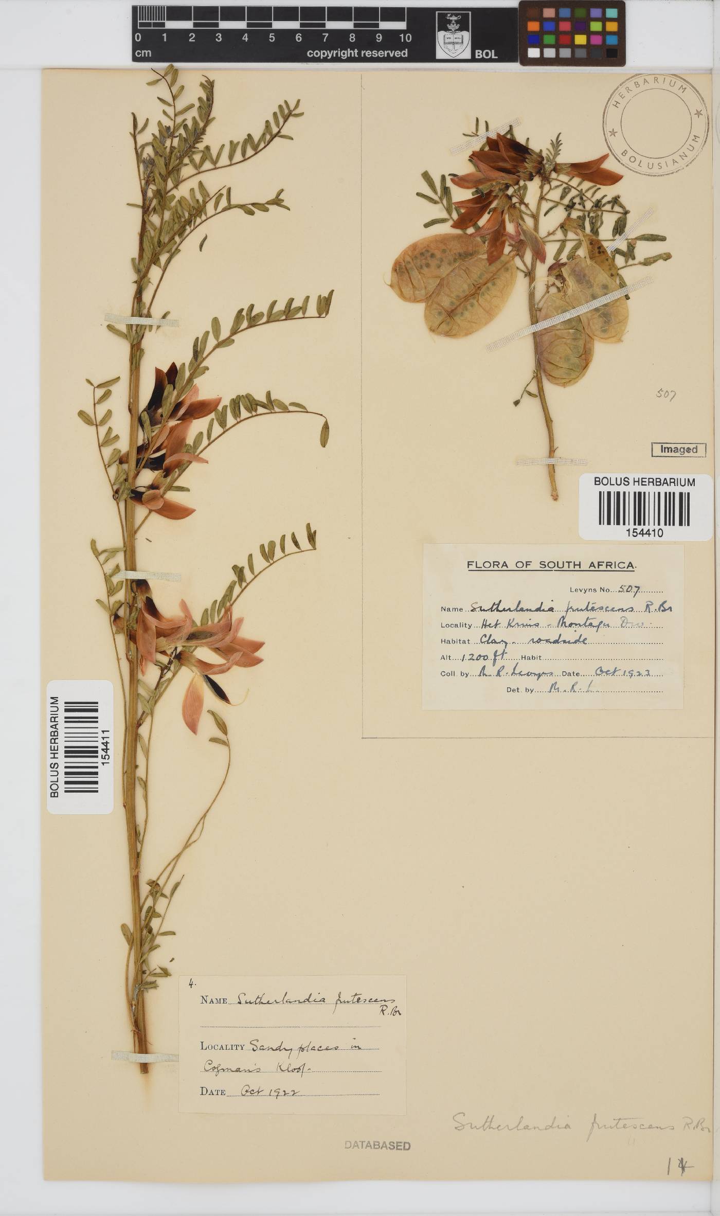 Lessertia frutescens subsp. frutescens image