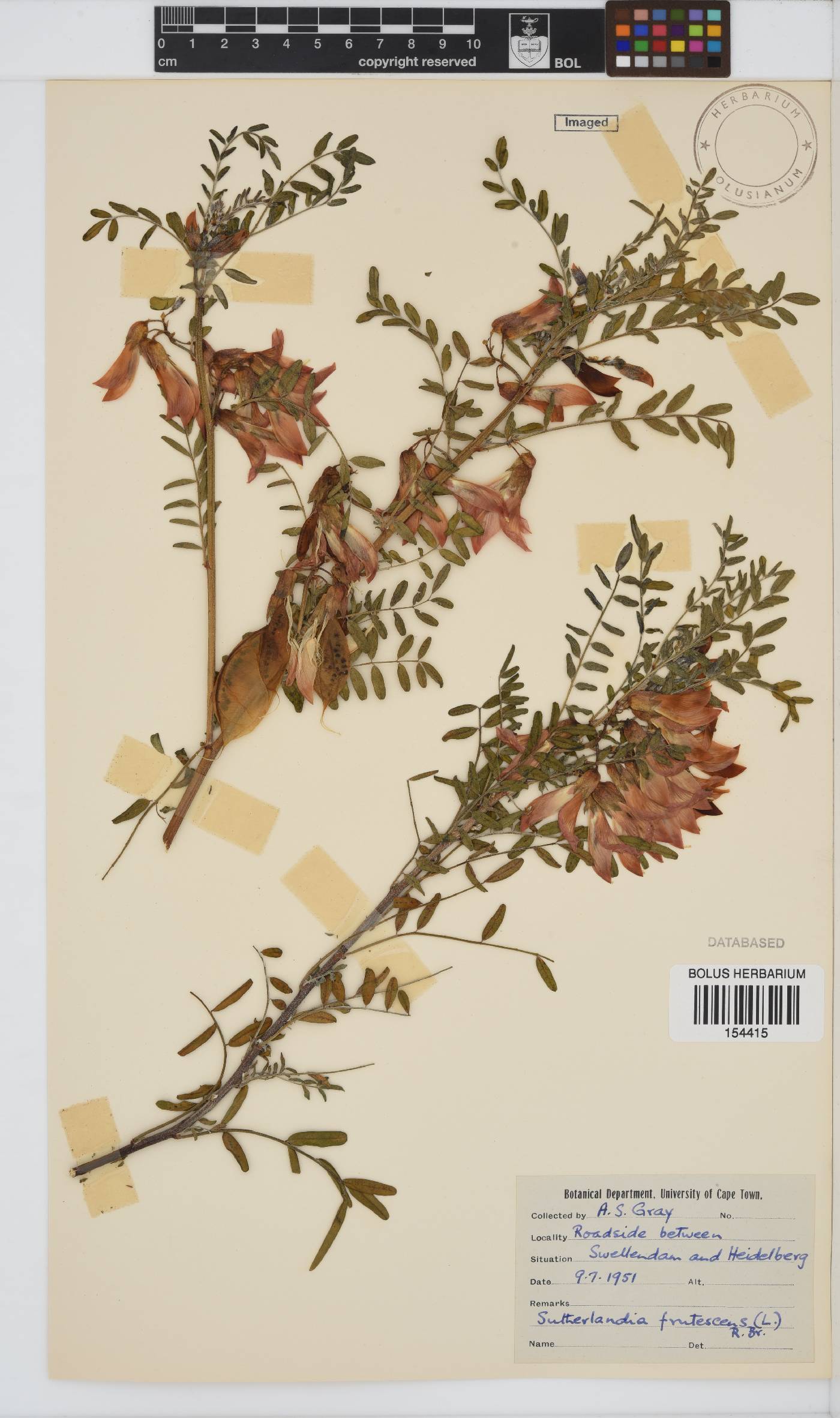 Lessertia image