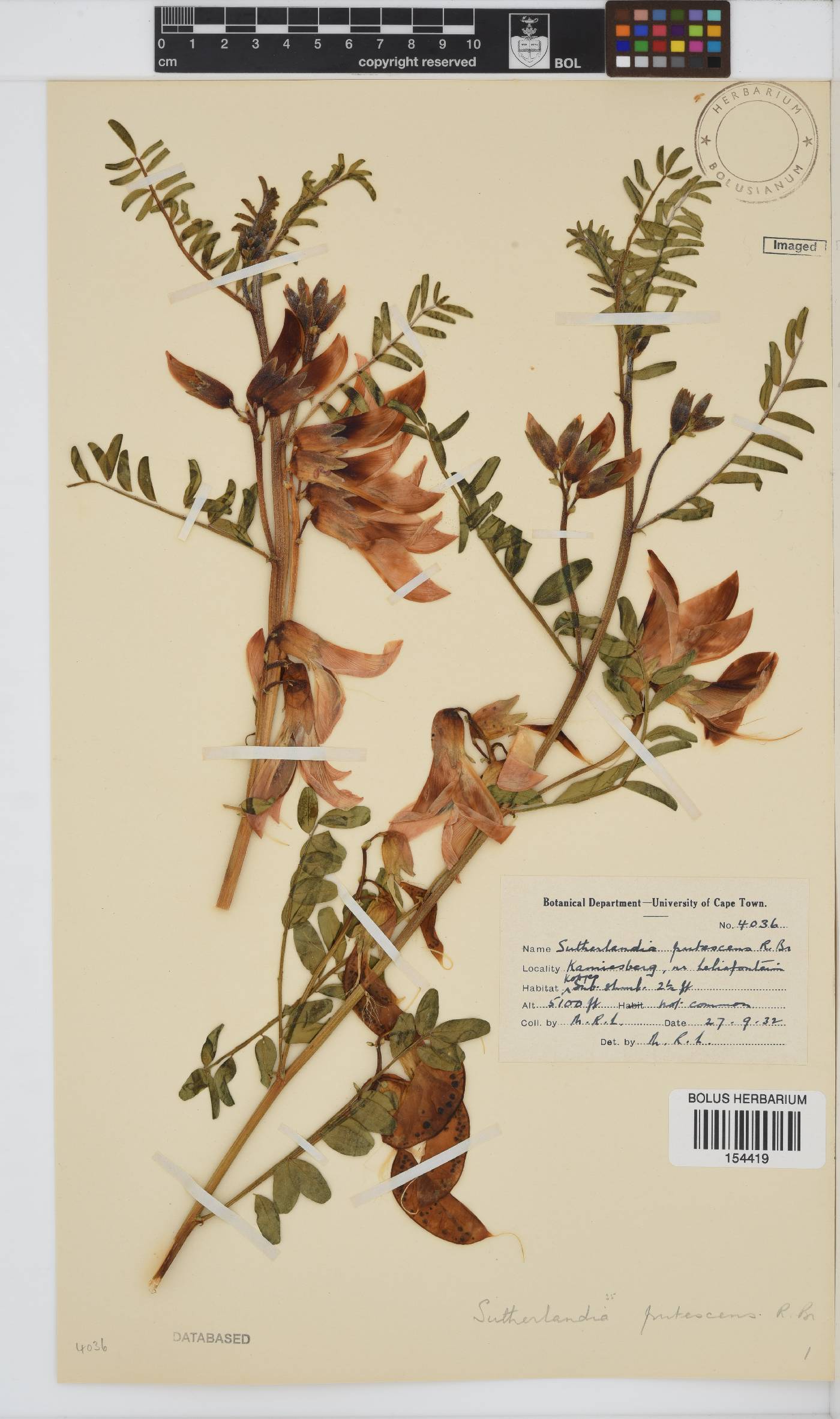Lessertia frutescens subsp. frutescens image