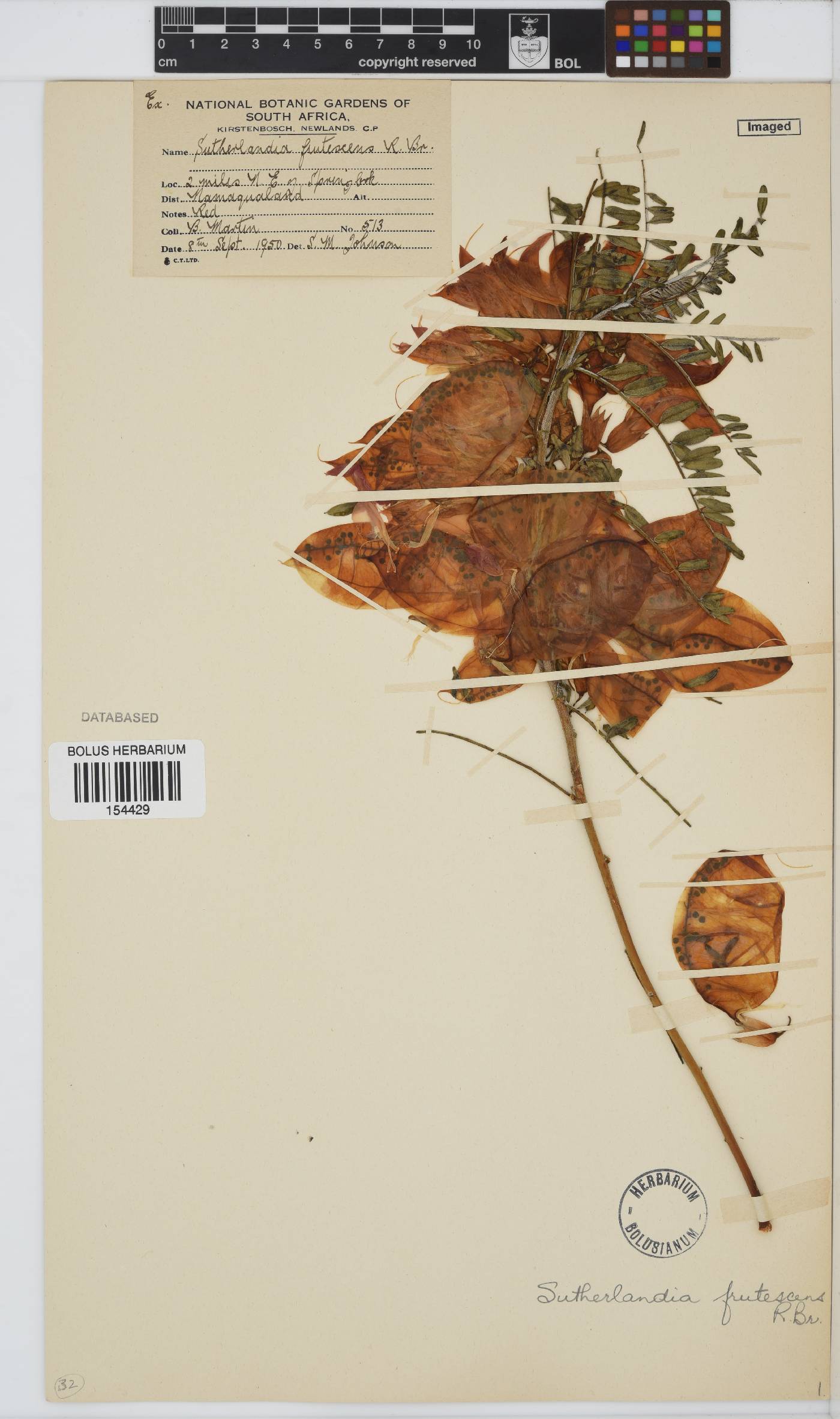 Lessertia frutescens subsp. frutescens image