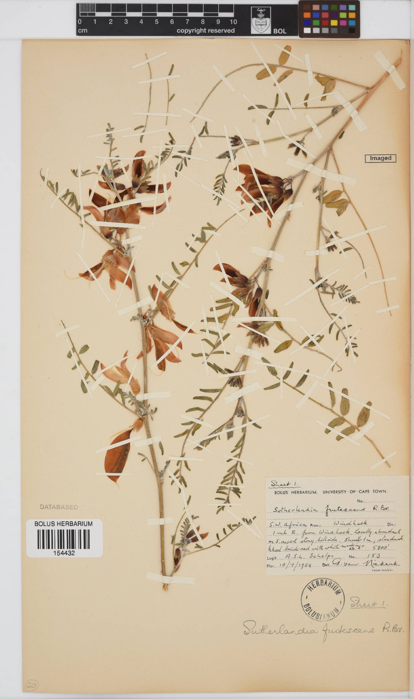 Lessertia frutescens subsp. frutescens image