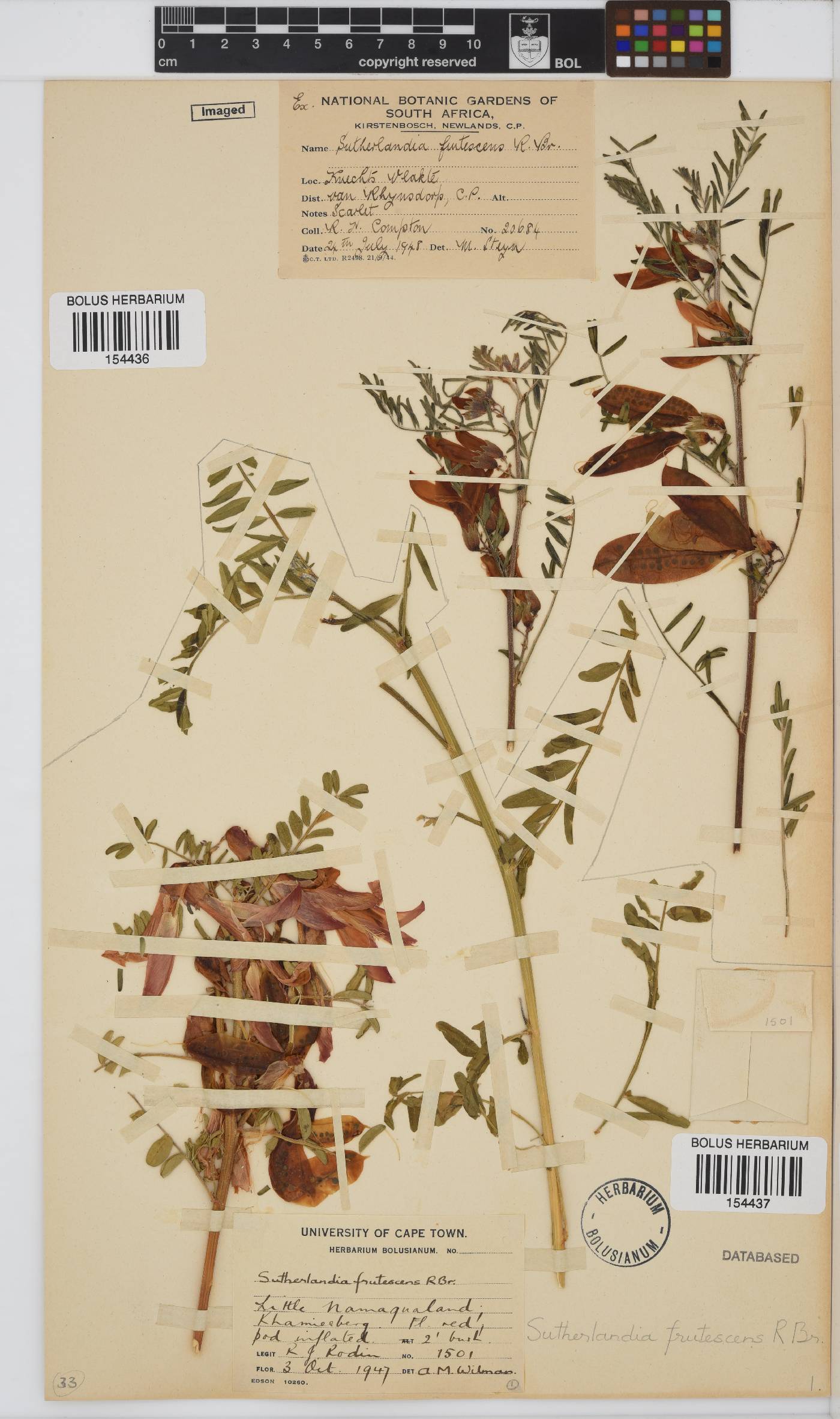 Lessertia frutescens image