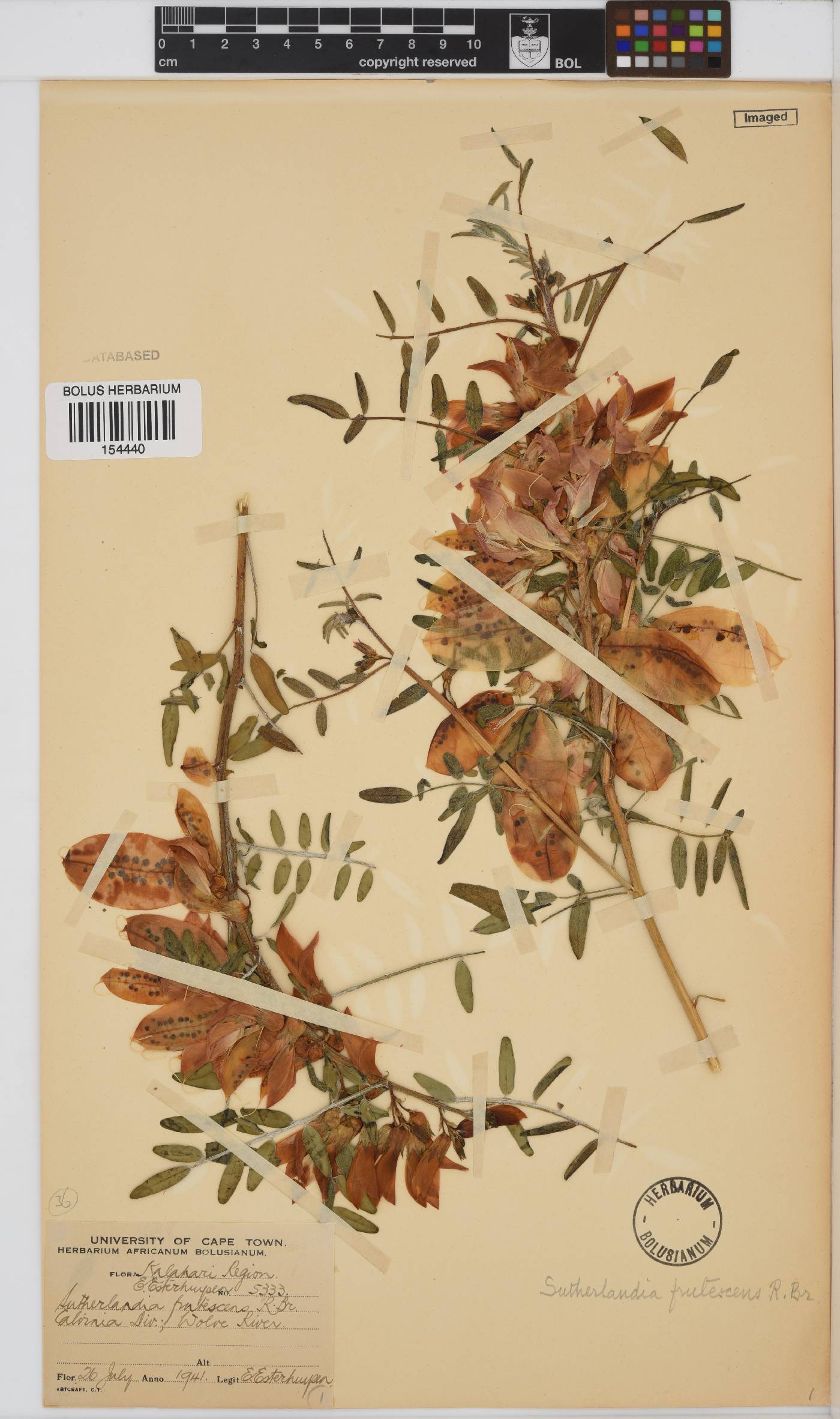 Lessertia frutescens subsp. frutescens image