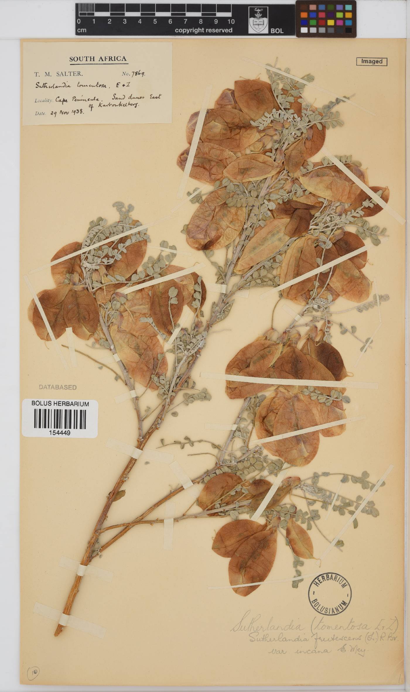 Lessertia frutescens subsp. frutescens image