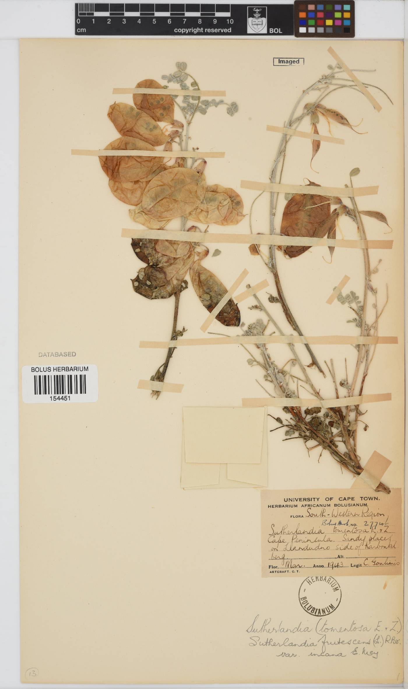 Lessertia frutescens subsp. frutescens image