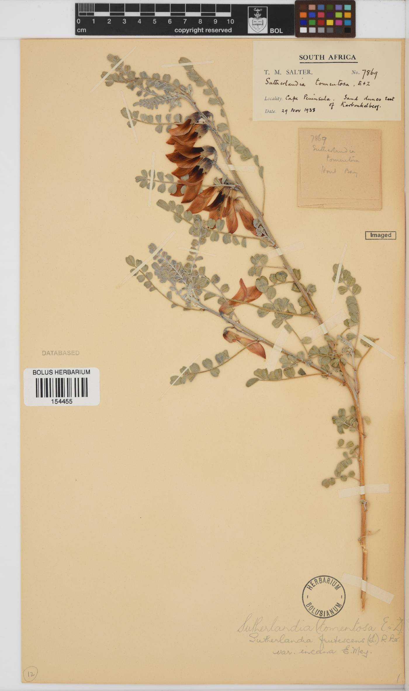 Lessertia frutescens subsp. frutescens image