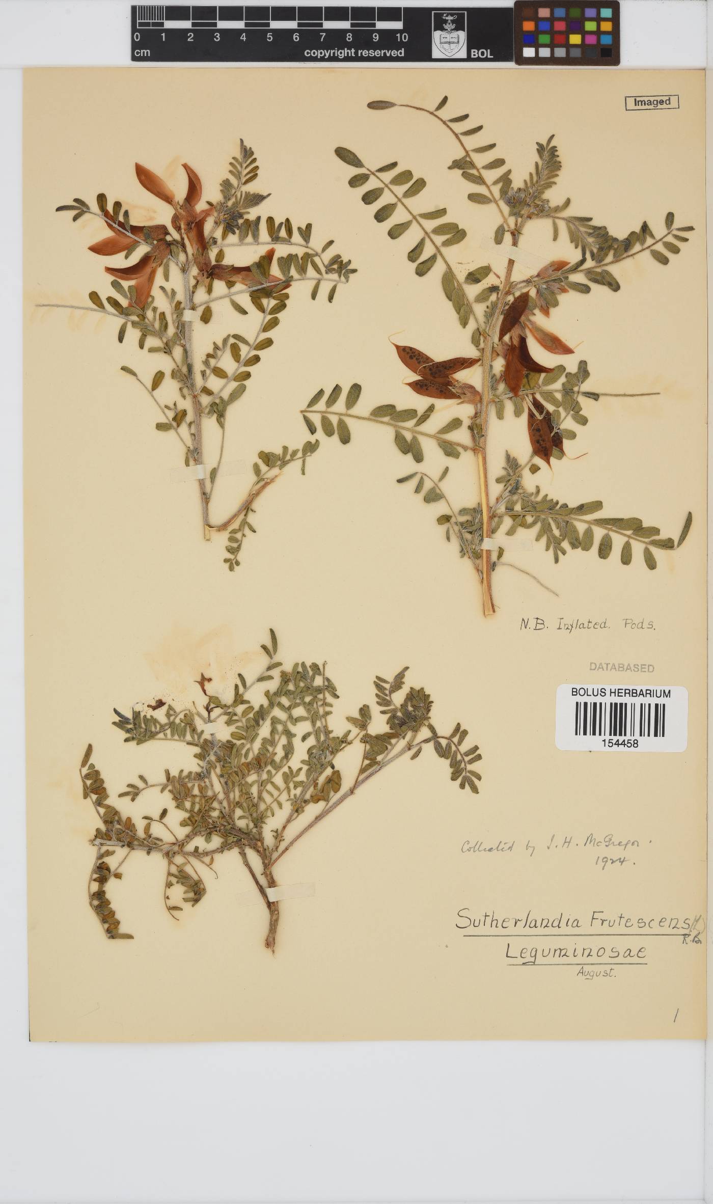 Lessertia frutescens subsp. frutescens image