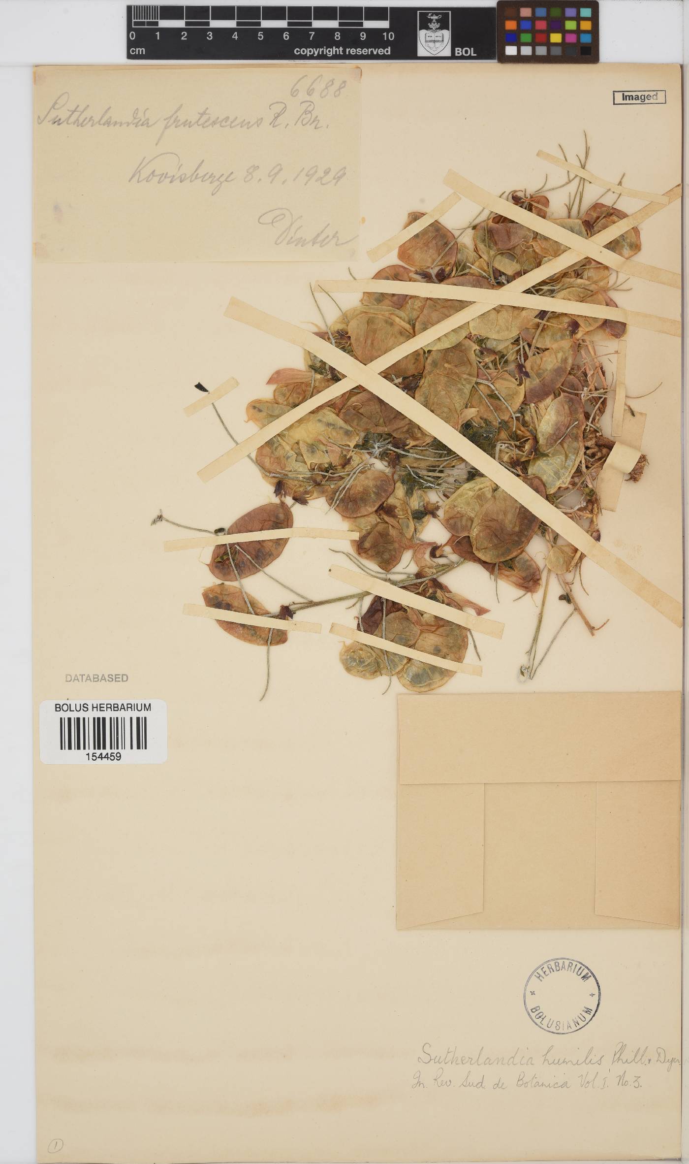 Lessertia frutescens subsp. frutescens image