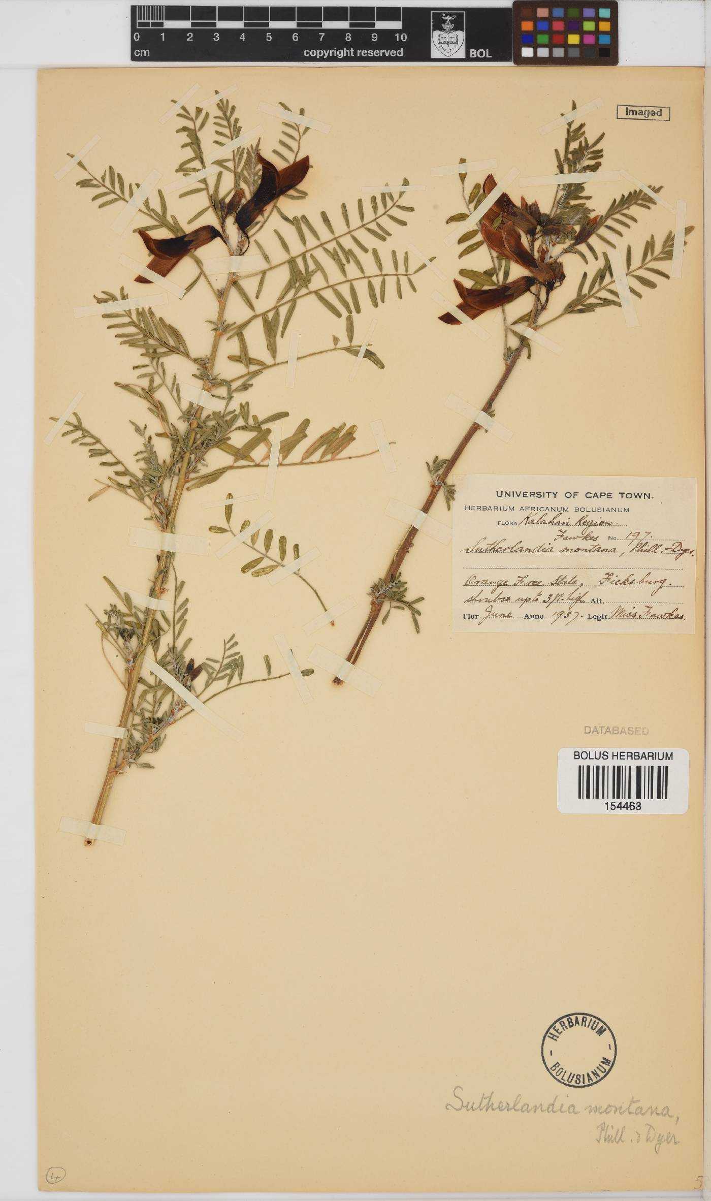 Lessertia frutescens subsp. frutescens image