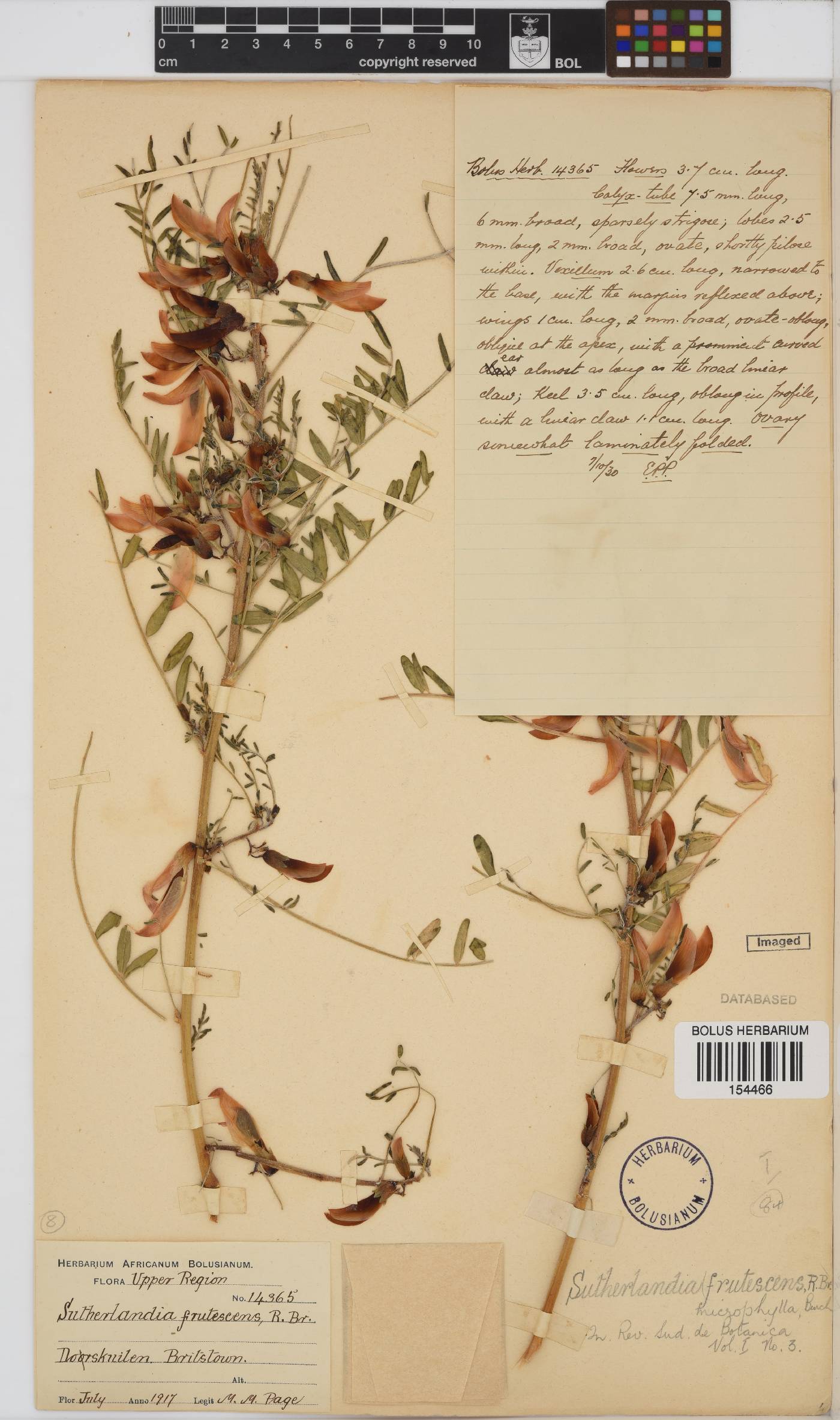 Lessertia frutescens subsp. microphylla image