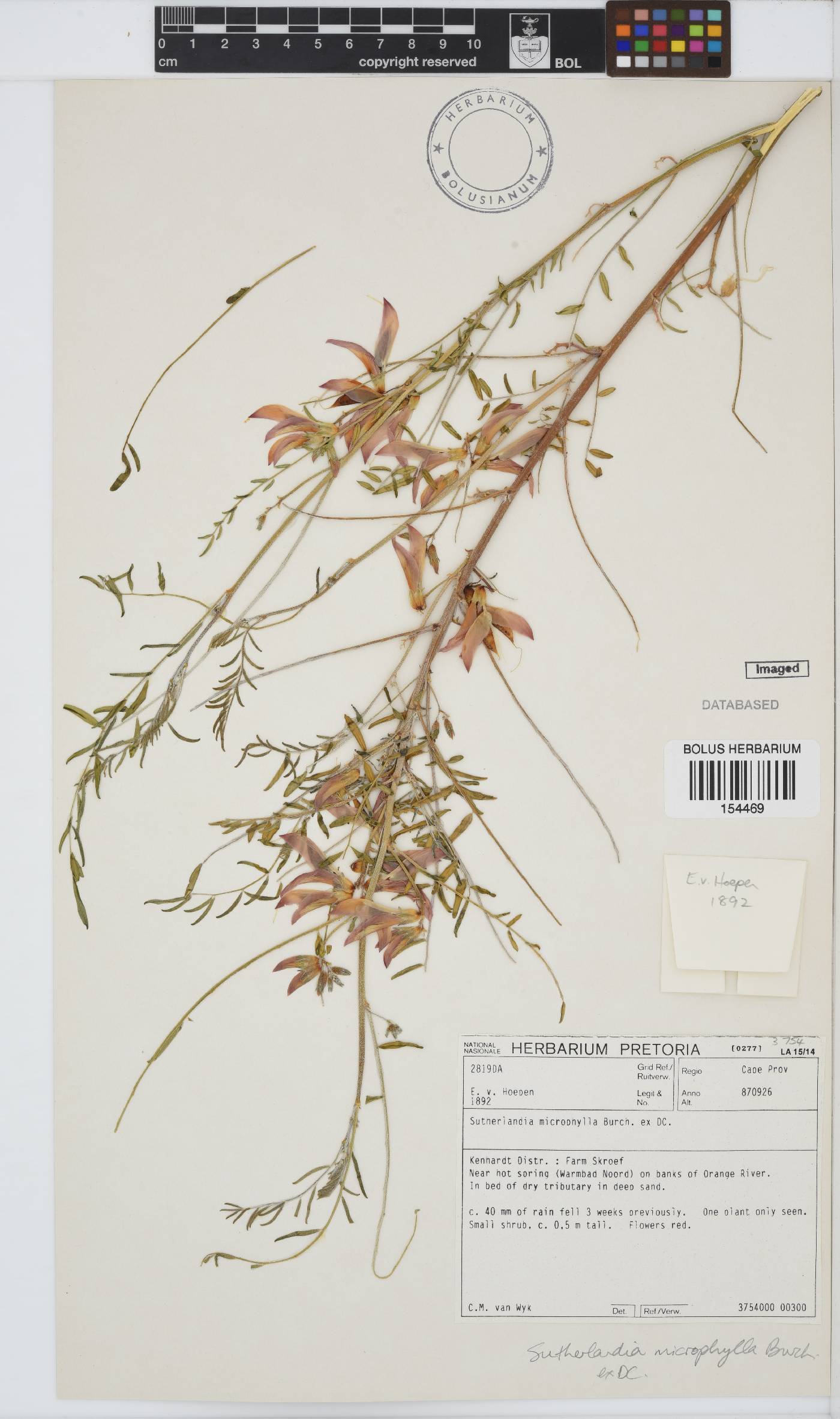 Lessertia frutescens subsp. microphylla image