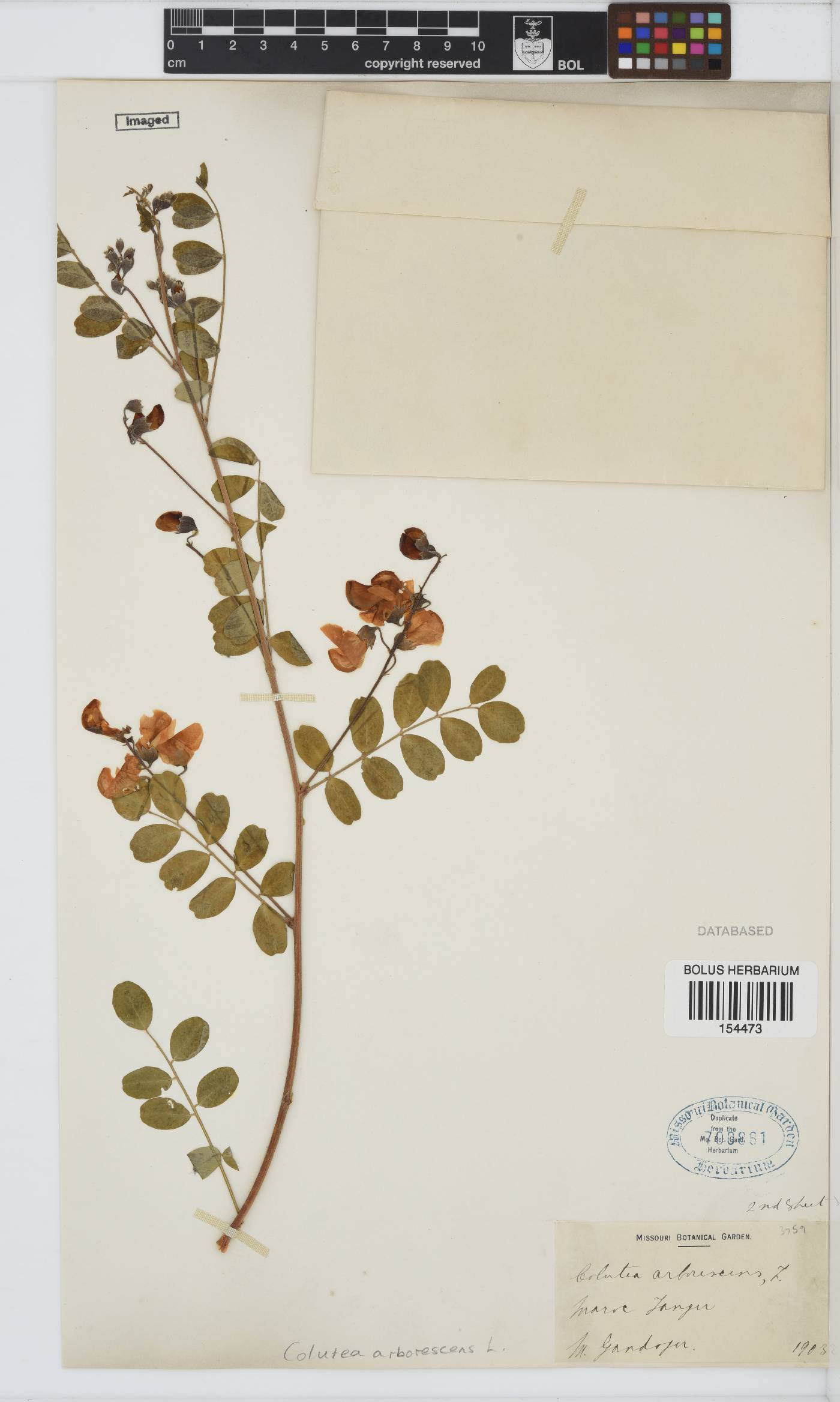 Colutea arborescens image