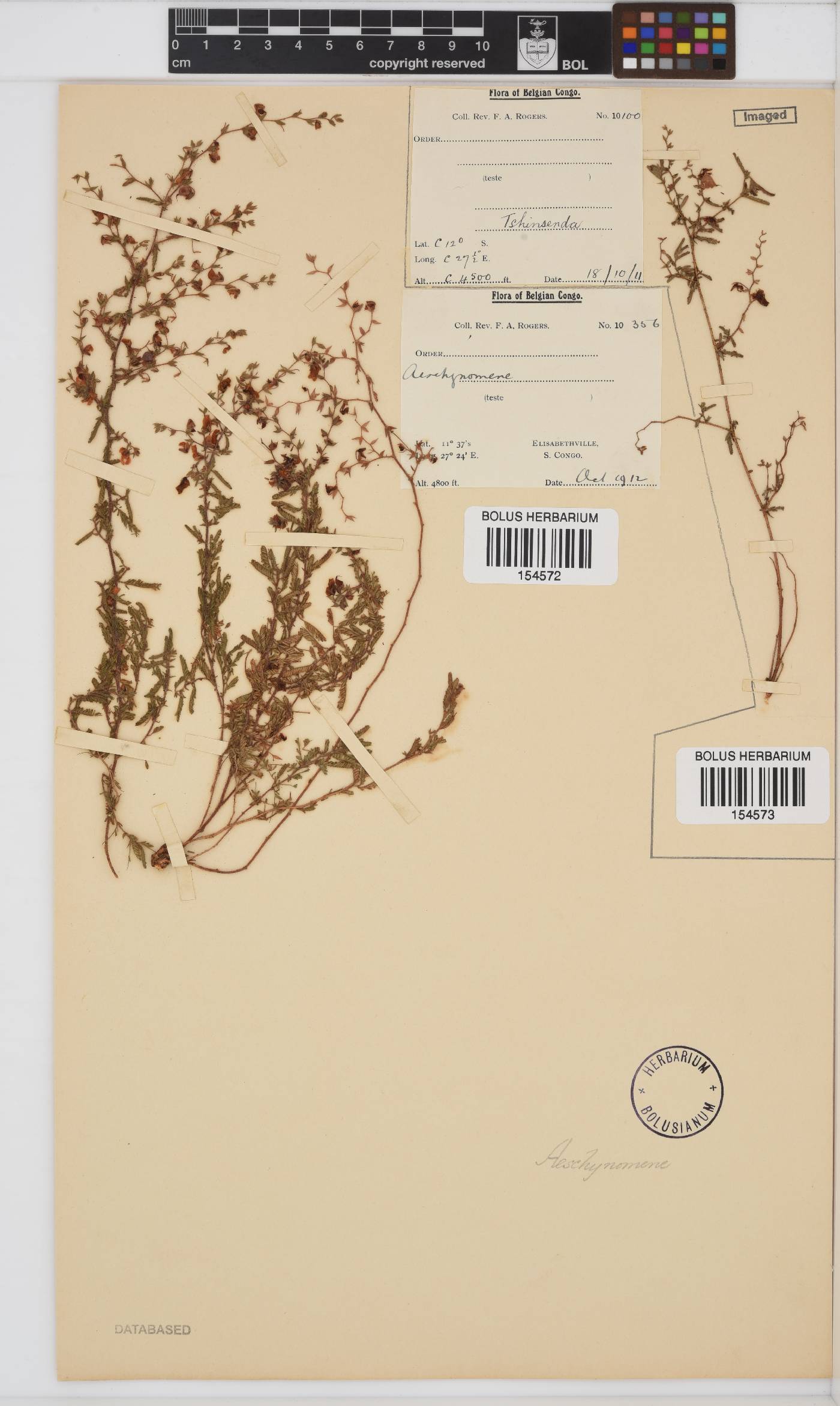 Aeschynomene image