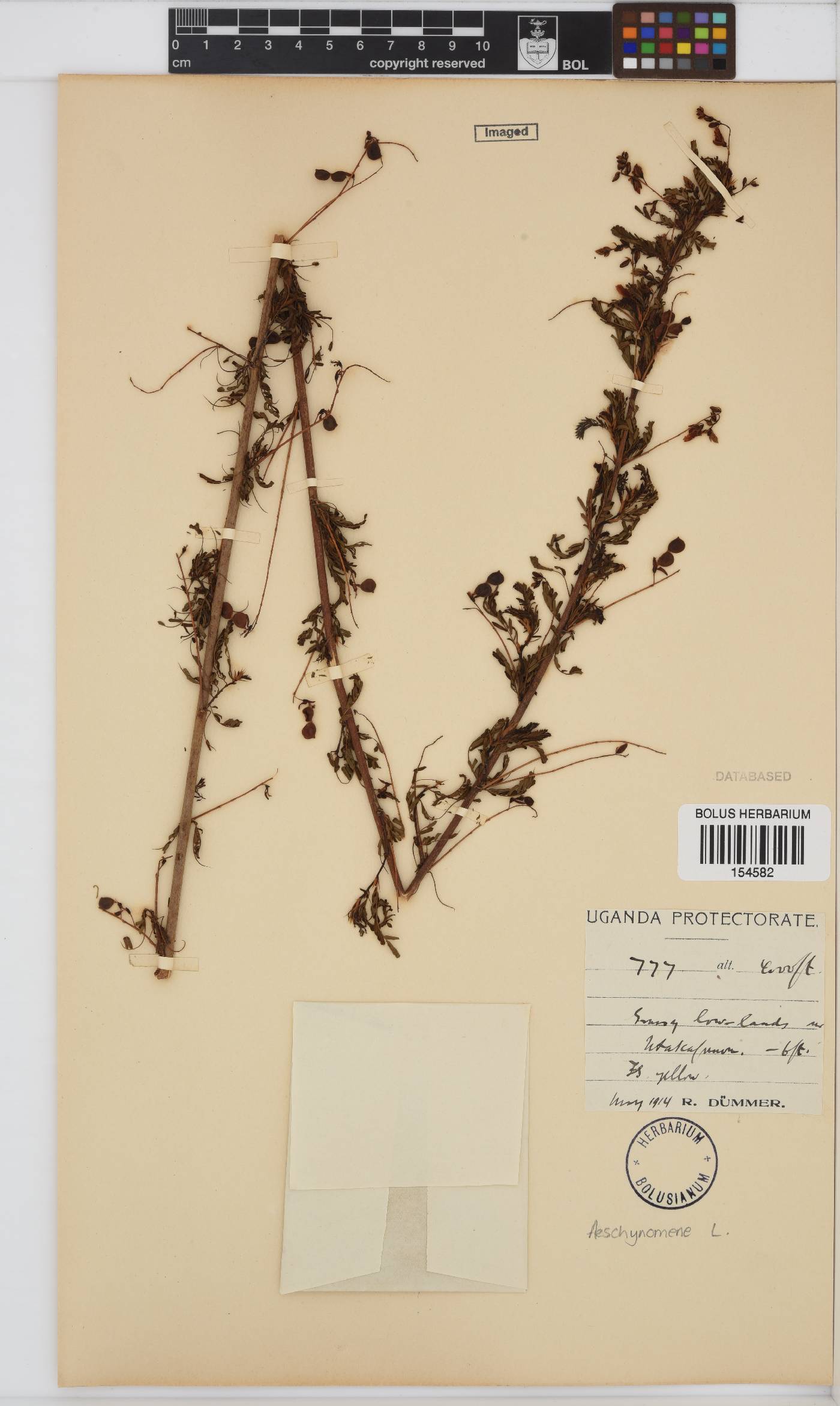 Aeschynomene image