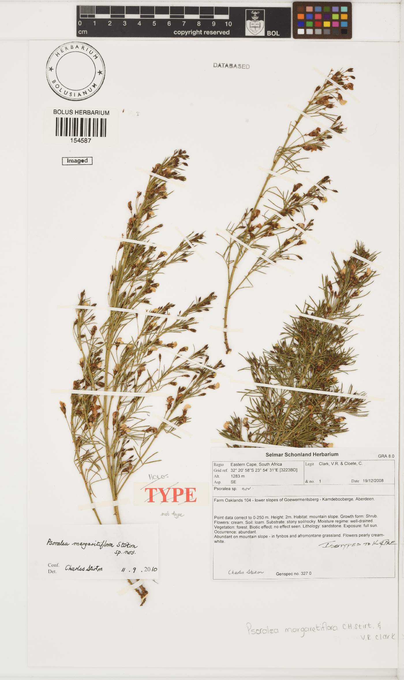 Psoralea margaretiflora image