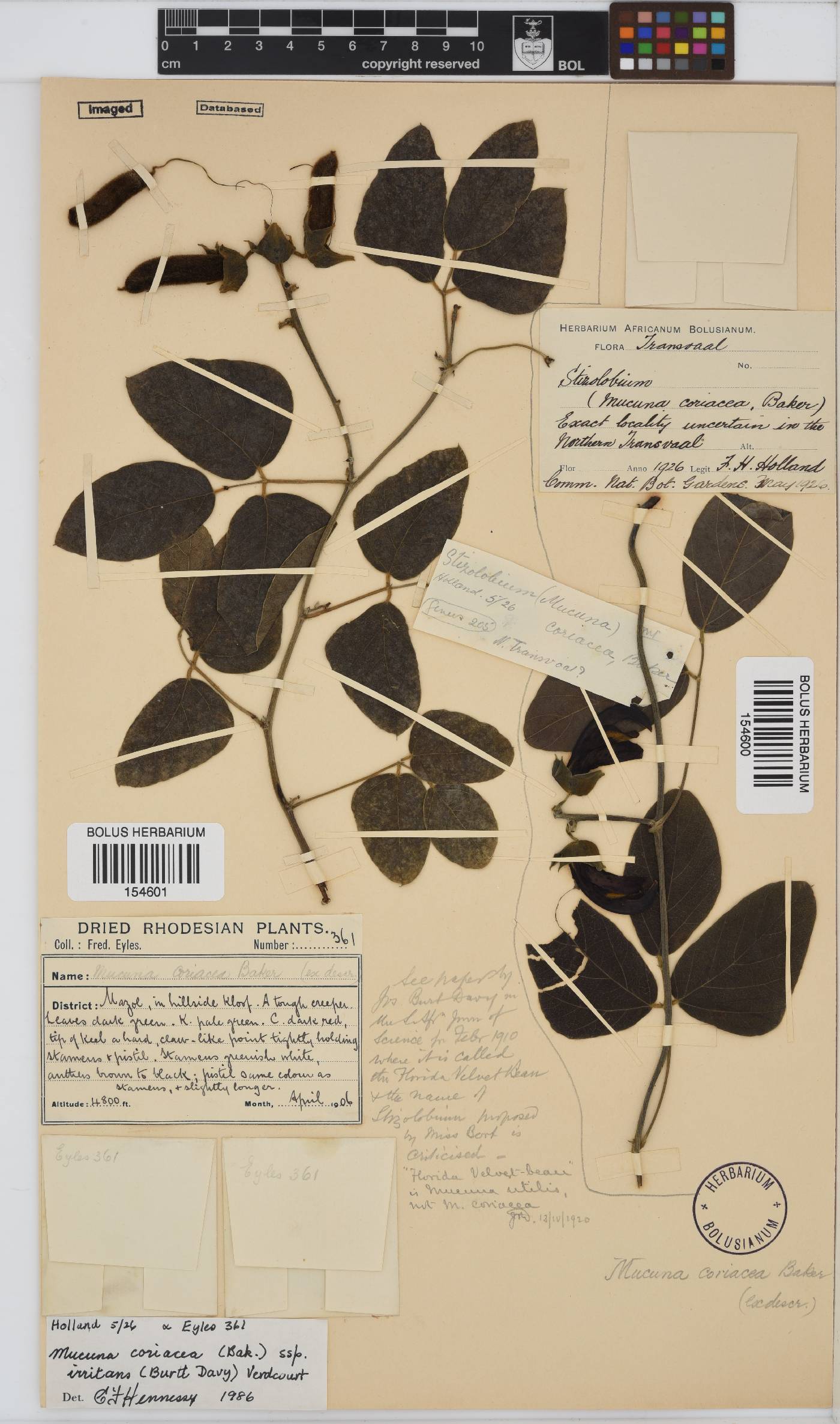 Mucuna coriacea subsp. irritans image