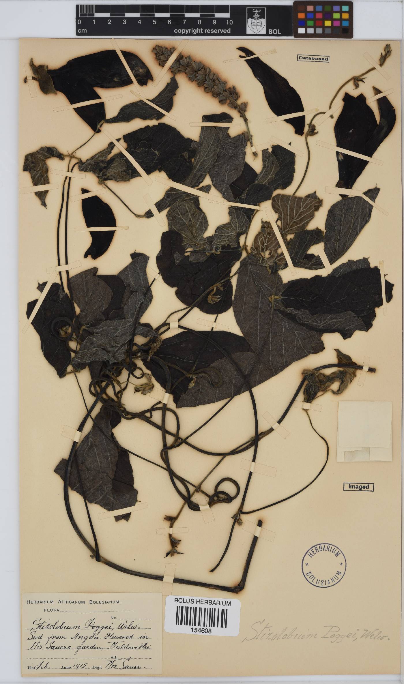 Mucuna poggei image