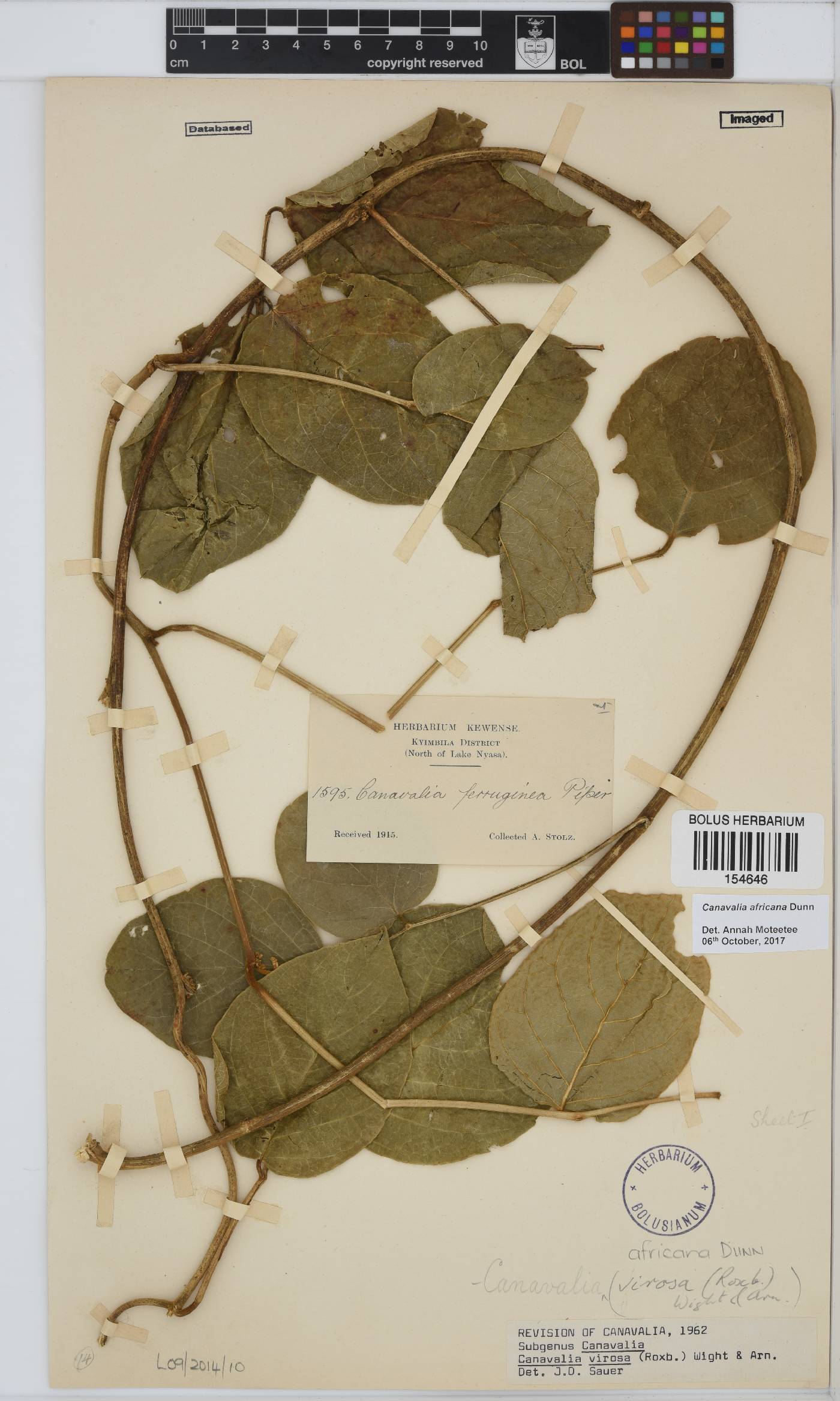 Canavalia africana image