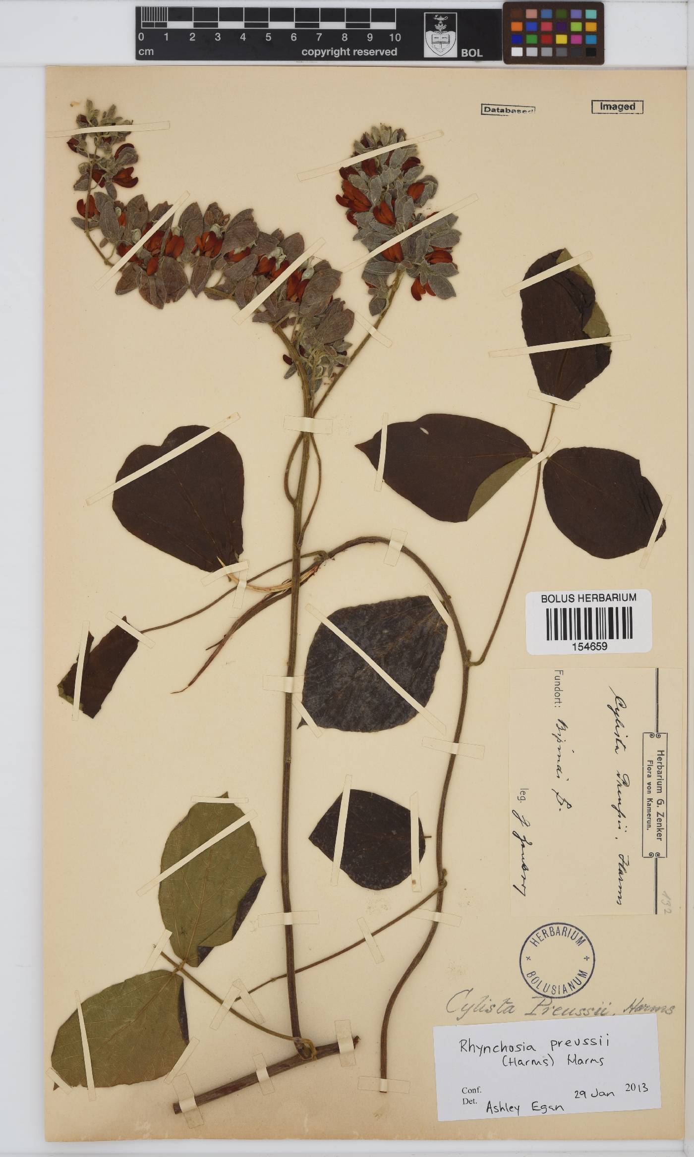 Rhynchosia preussii image