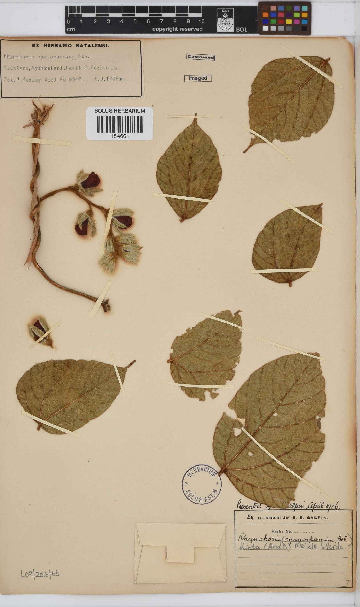 Rhynchosia hirta image