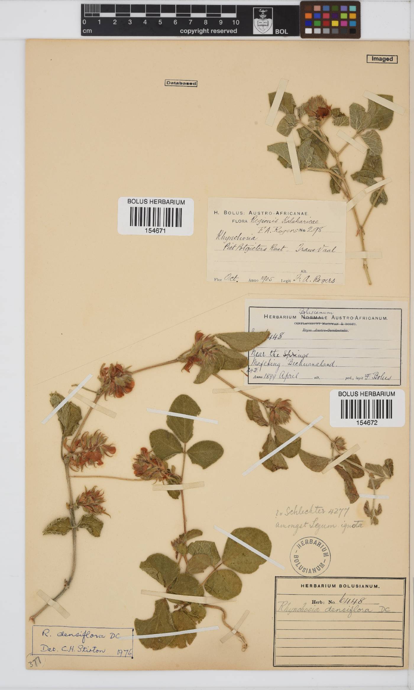 Rhynchosia densiflora subsp. chrysadenia image