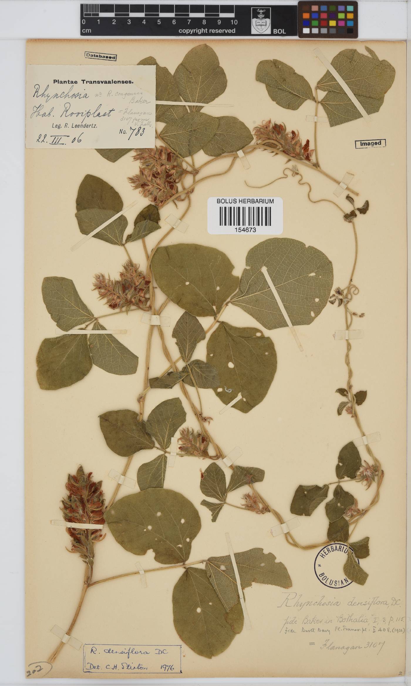 Rhynchosia densiflora subsp. chrysadenia image