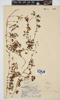 Rhynchosia ferulifolia image