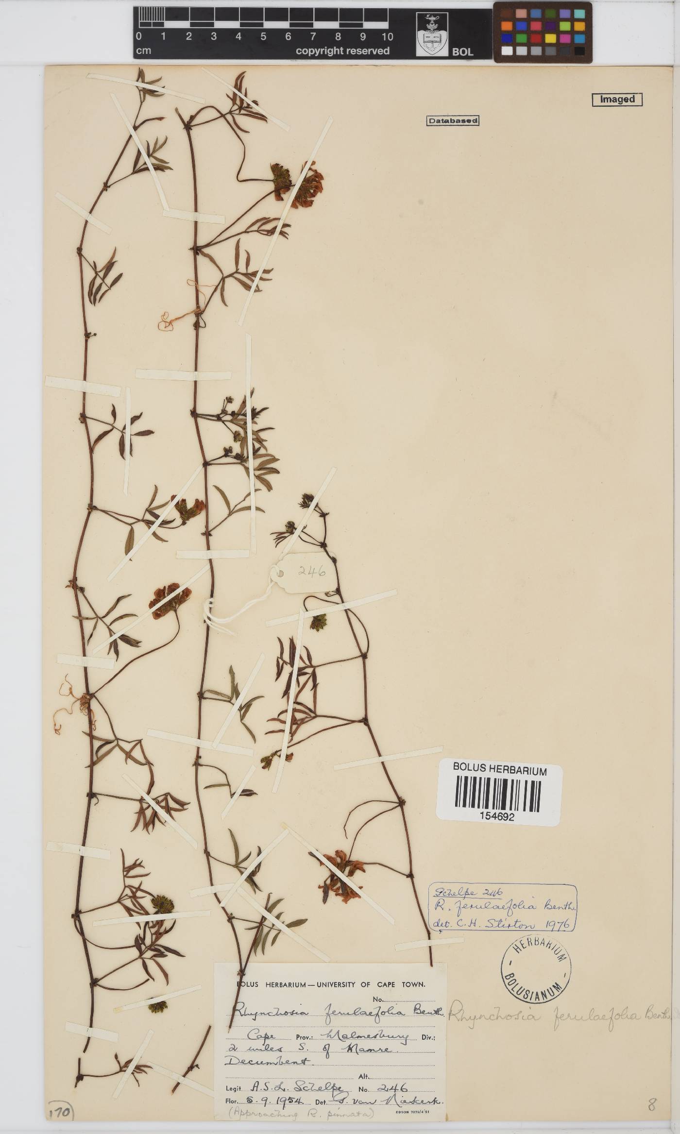 Rhynchosia ferulifolia image