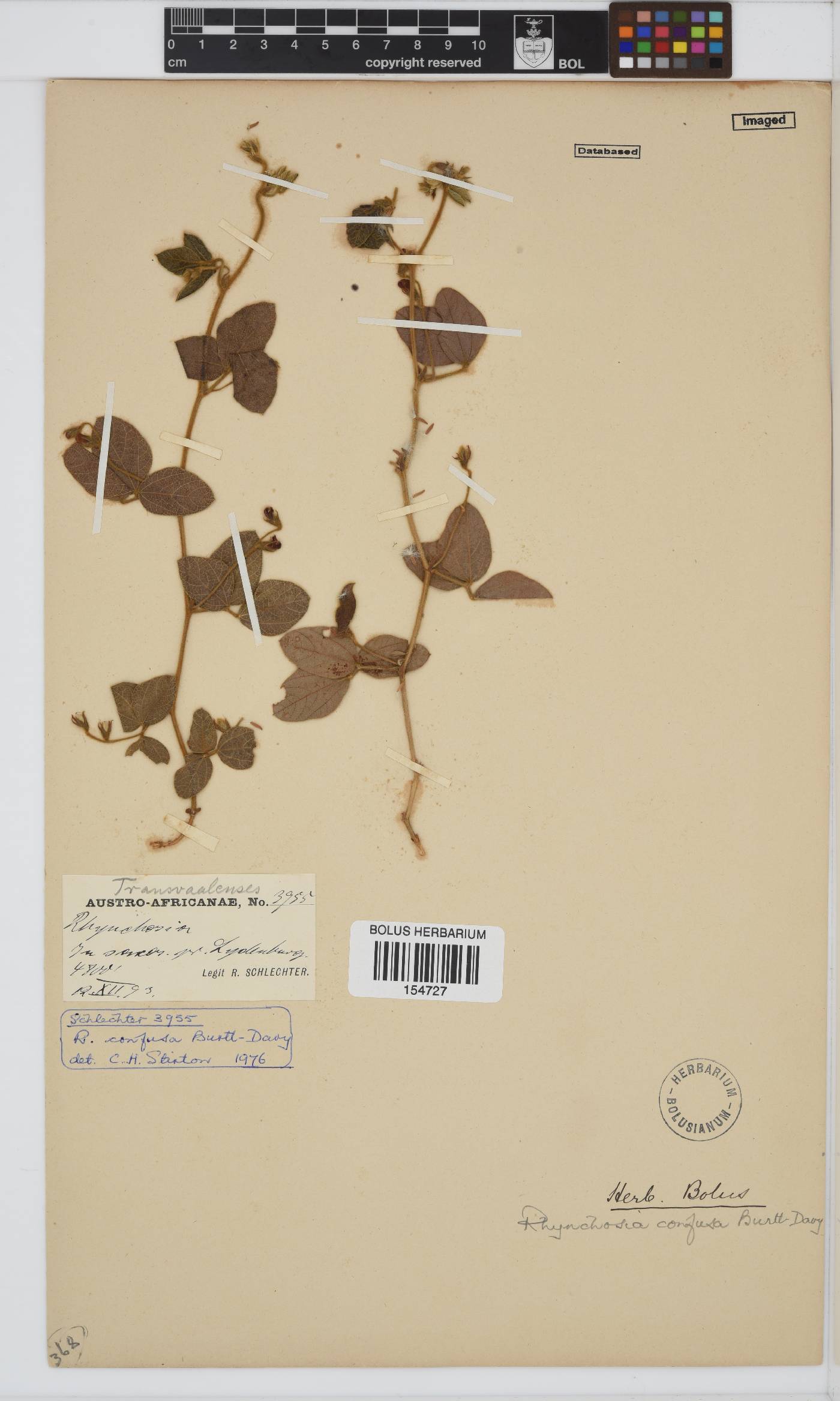 Rhynchosia confusa image