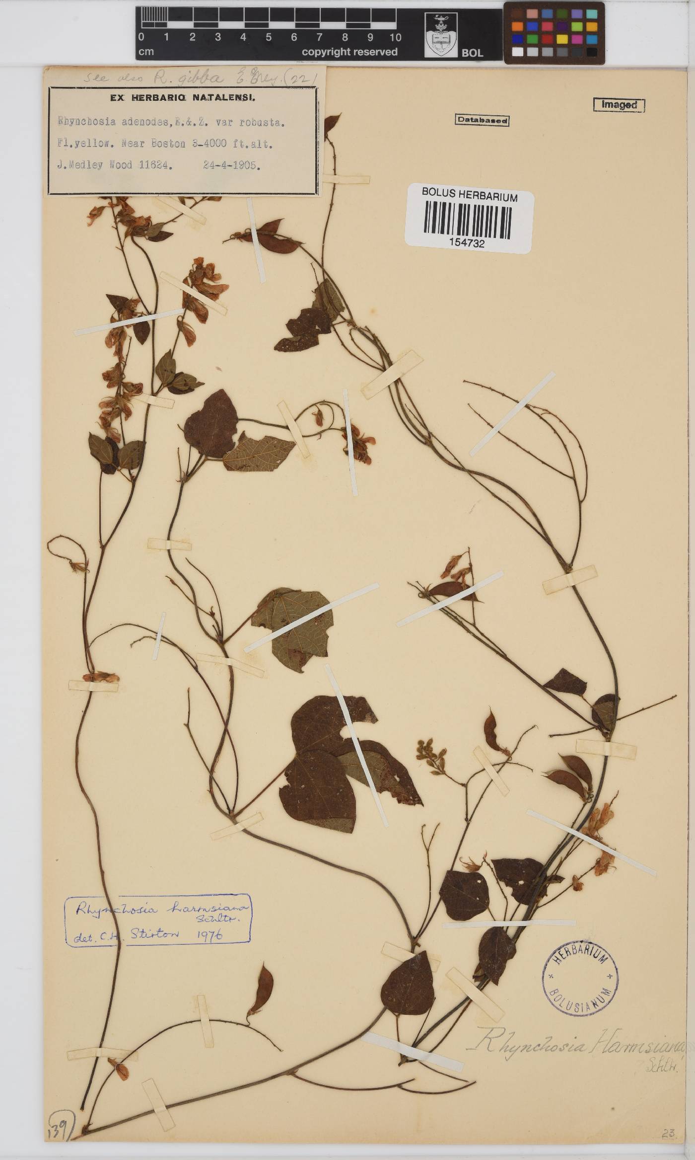 Rhynchosia harmsiana image
