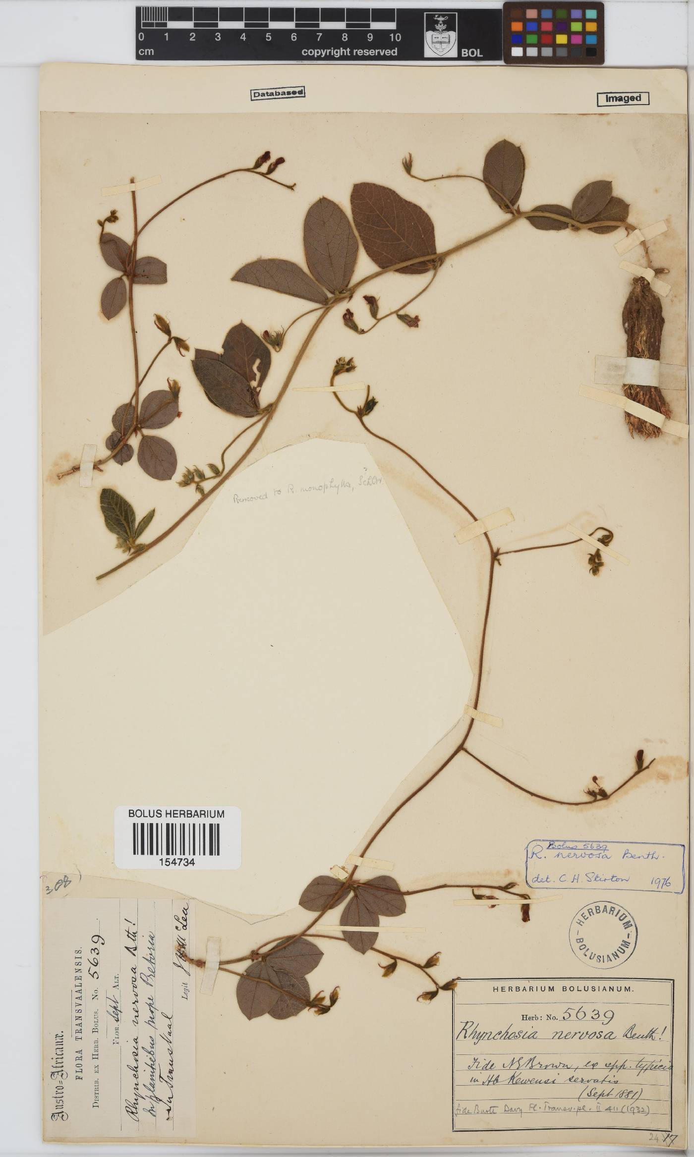 Rhynchosia nervosa image